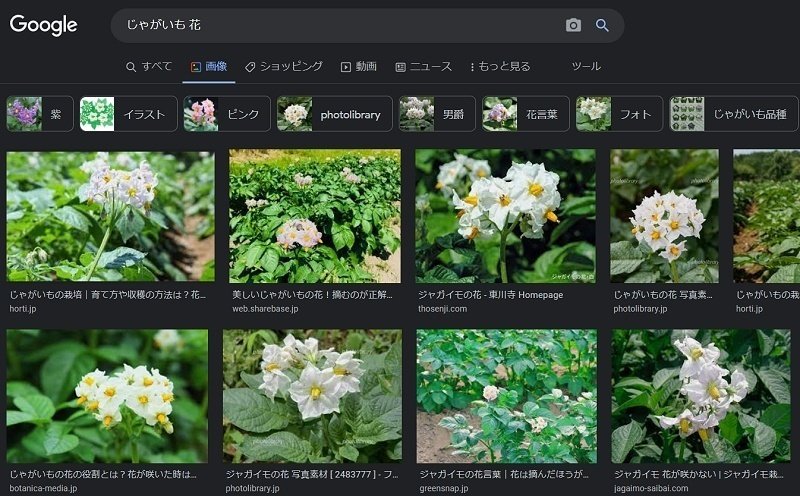 芋の花を君は見たことがあるか ちゃおやん Note