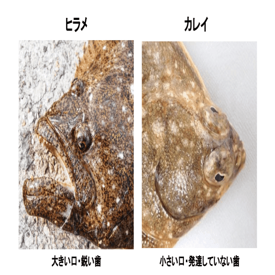 お魚豆知識 4 ヒラメとカレイ 似てるけど違う魚 稲垣湧斗 Note