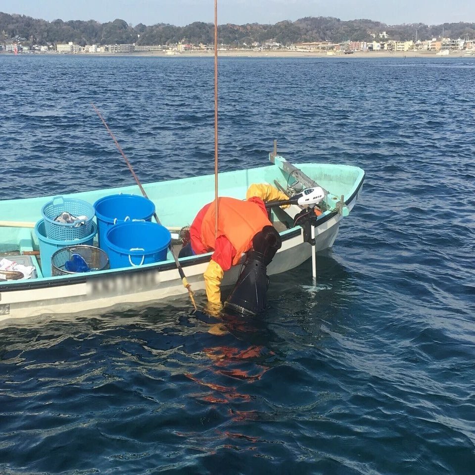 春をつげる かまくらワカメ 鎌倉の海から旬をおとどけ ナルホド事始メ 鎌倉市公式