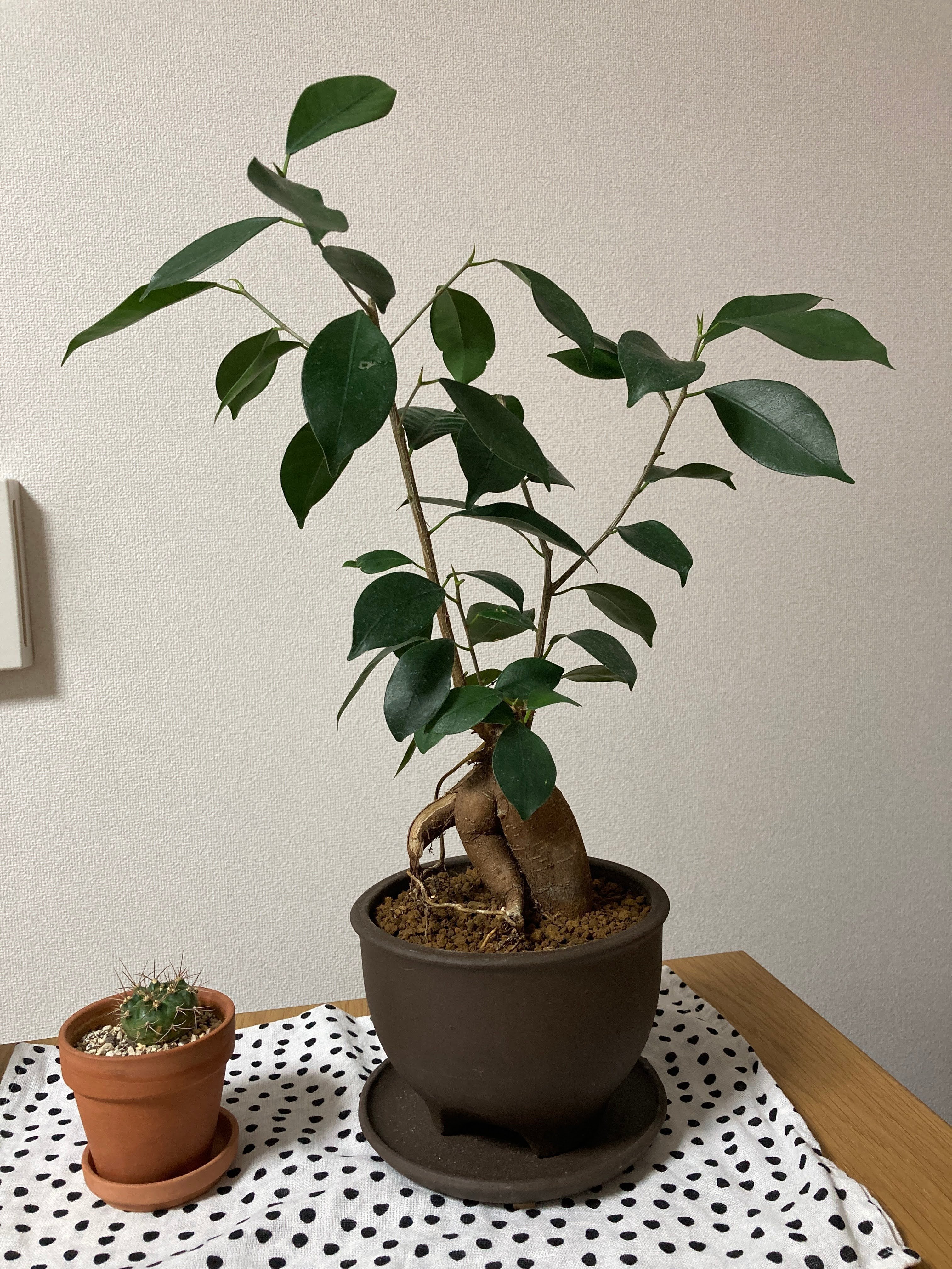 ガジュマル27 ガジュマル S | 観葉植物の通販 AND PLANTS (アンドプランツ)