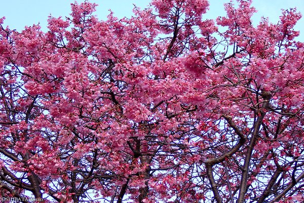 オカメザクラ の新着タグ記事一覧 Note つくる つながる とどける