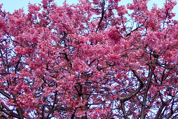 オカメザクラ の新着タグ記事一覧 Note つくる つながる とどける オカメザクラ の新着タグ記事一覧 Note つくる つながる とどける