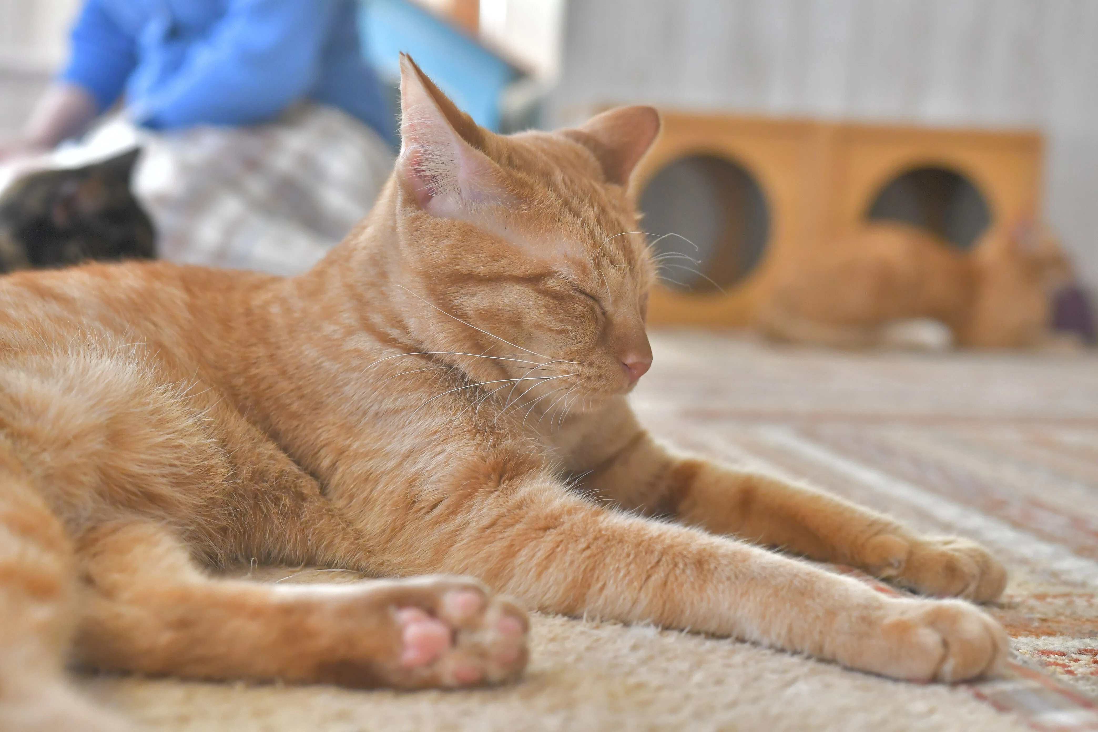 川崎にゃんくる（猫エイズキャリアは”普通”の猫！！）｜かにゃぴー