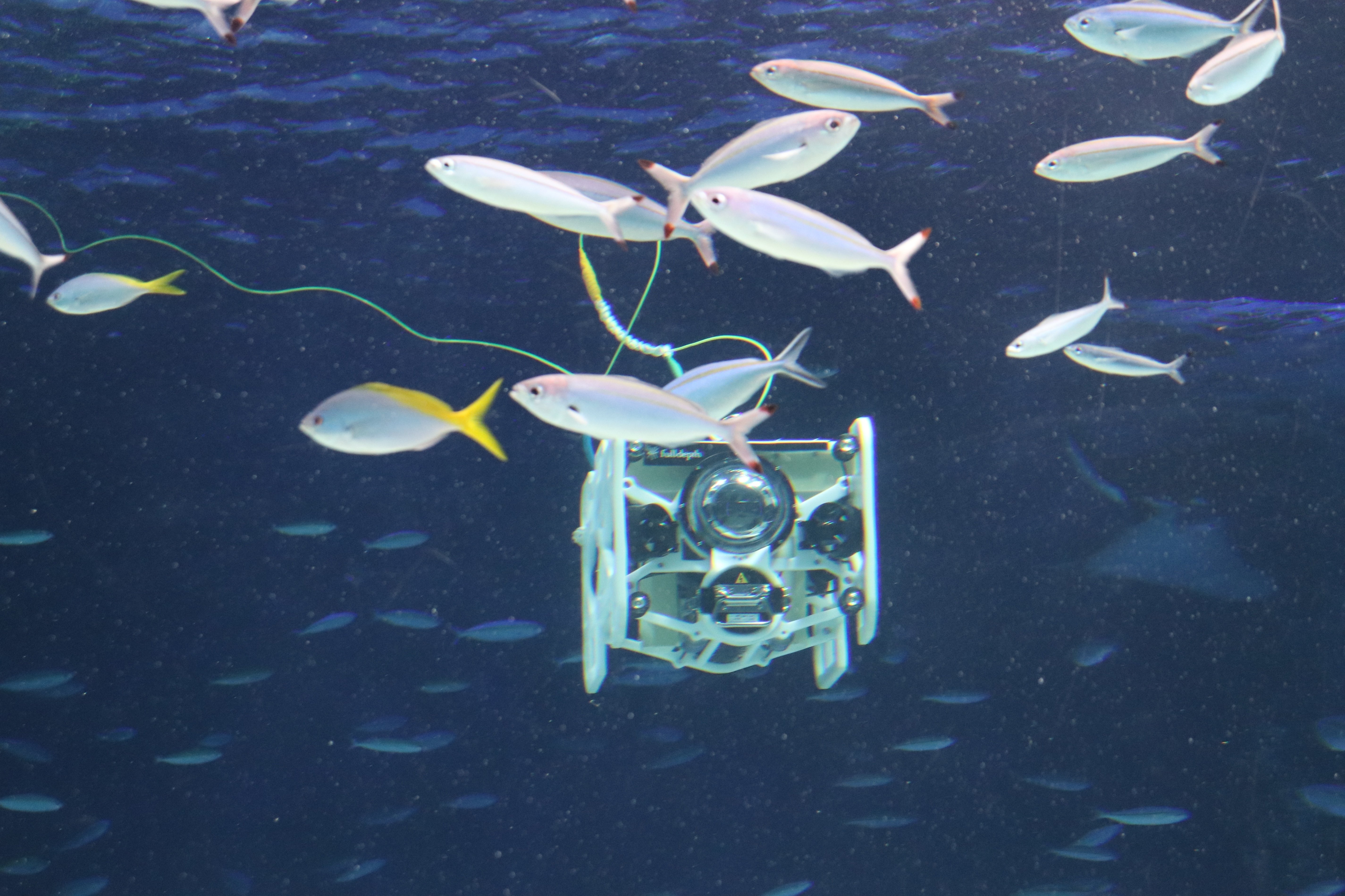 番外編】未知なる深海生物｜しょいシャーク