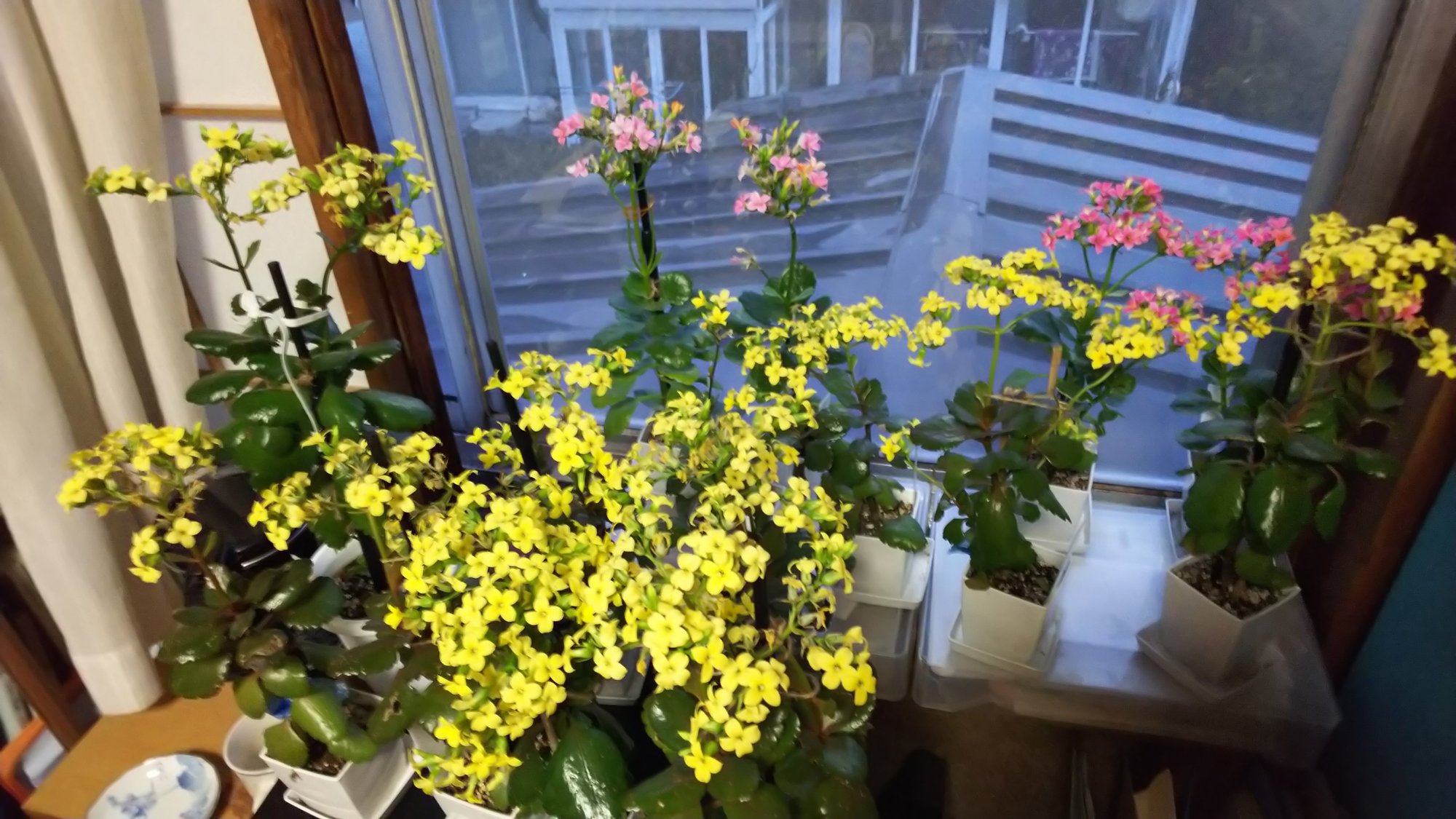 カランコエの花柄摘みをやってみた 今野綾子 Note カランコエの花柄摘みをやってみた 今野綾子 Note