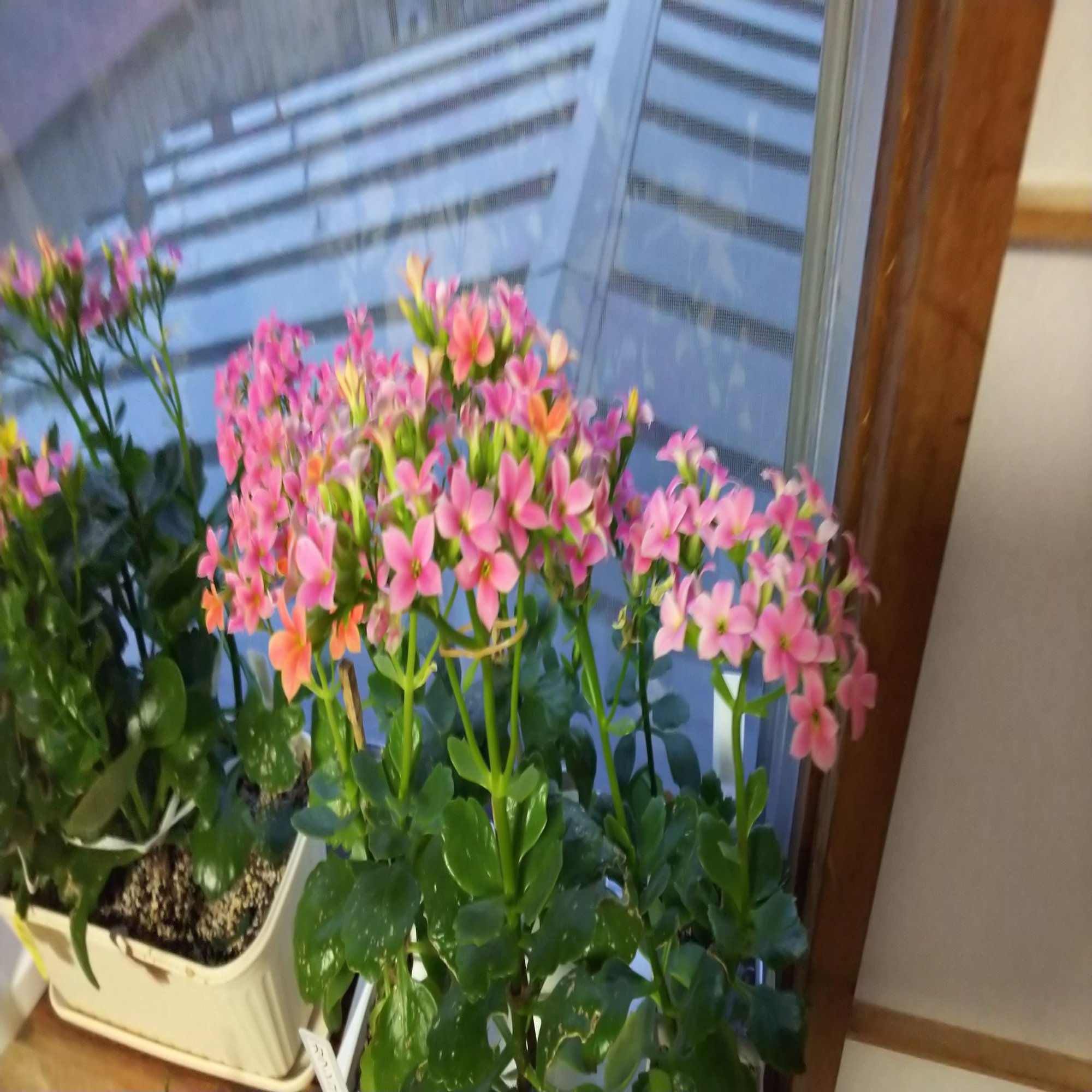 カランコエの花柄摘みをやってみた 今野綾子 Note