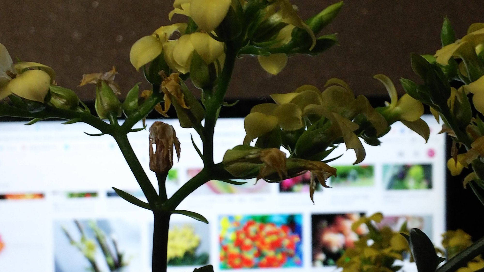 カランコエの花柄摘みをやってみた 今野綾子 Note カランコエの花柄摘みをやってみた 今野綾子 Note