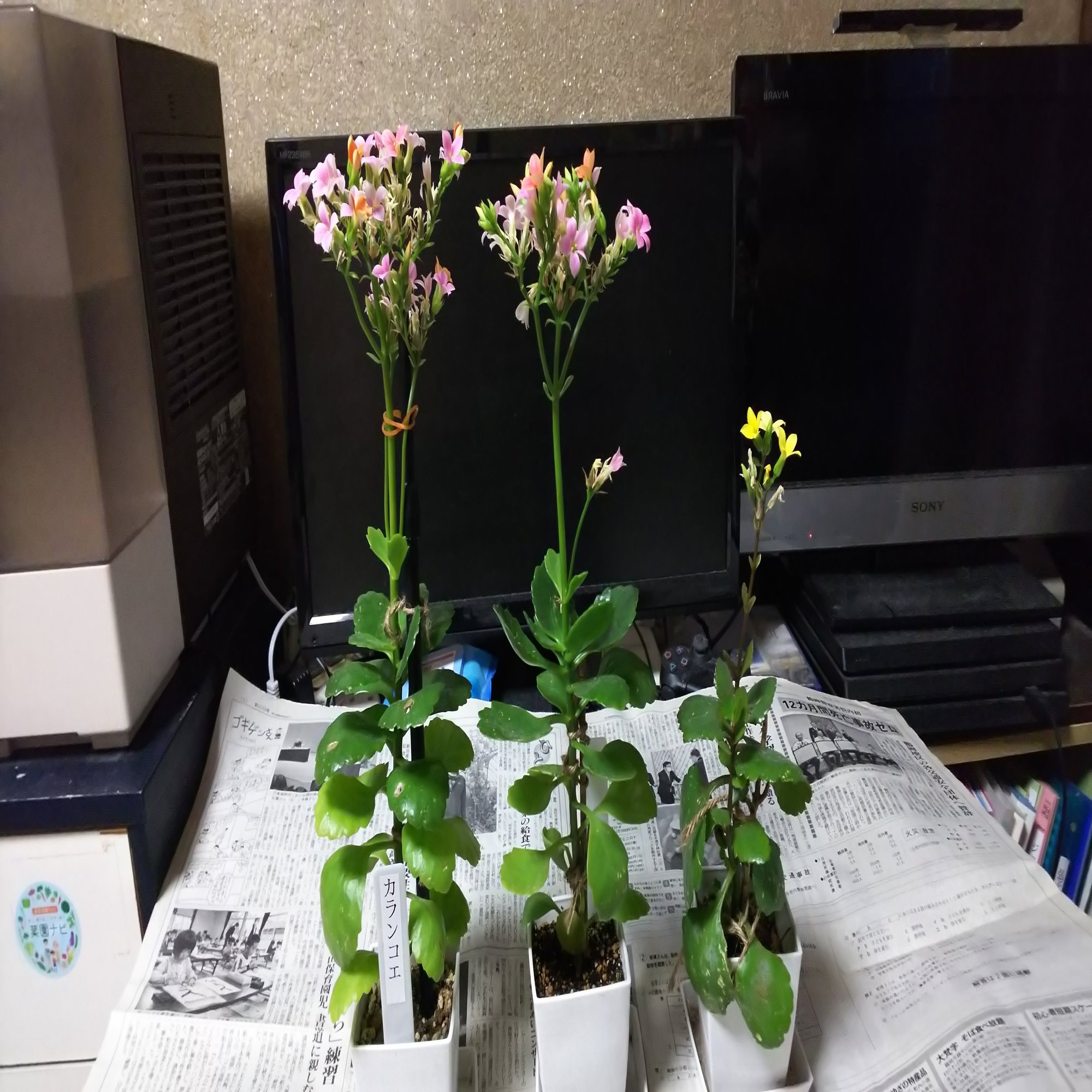 カランコエの花柄摘みをやってみた 今野綾子 Note
