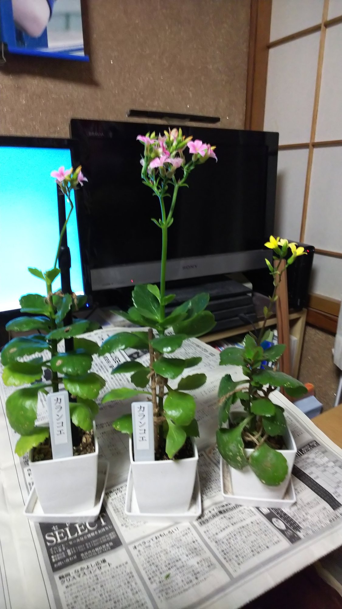 カランコエの花柄摘みをやってみた 今野綾子 Note カランコエの花柄摘みをやってみた 今野綾子 Note