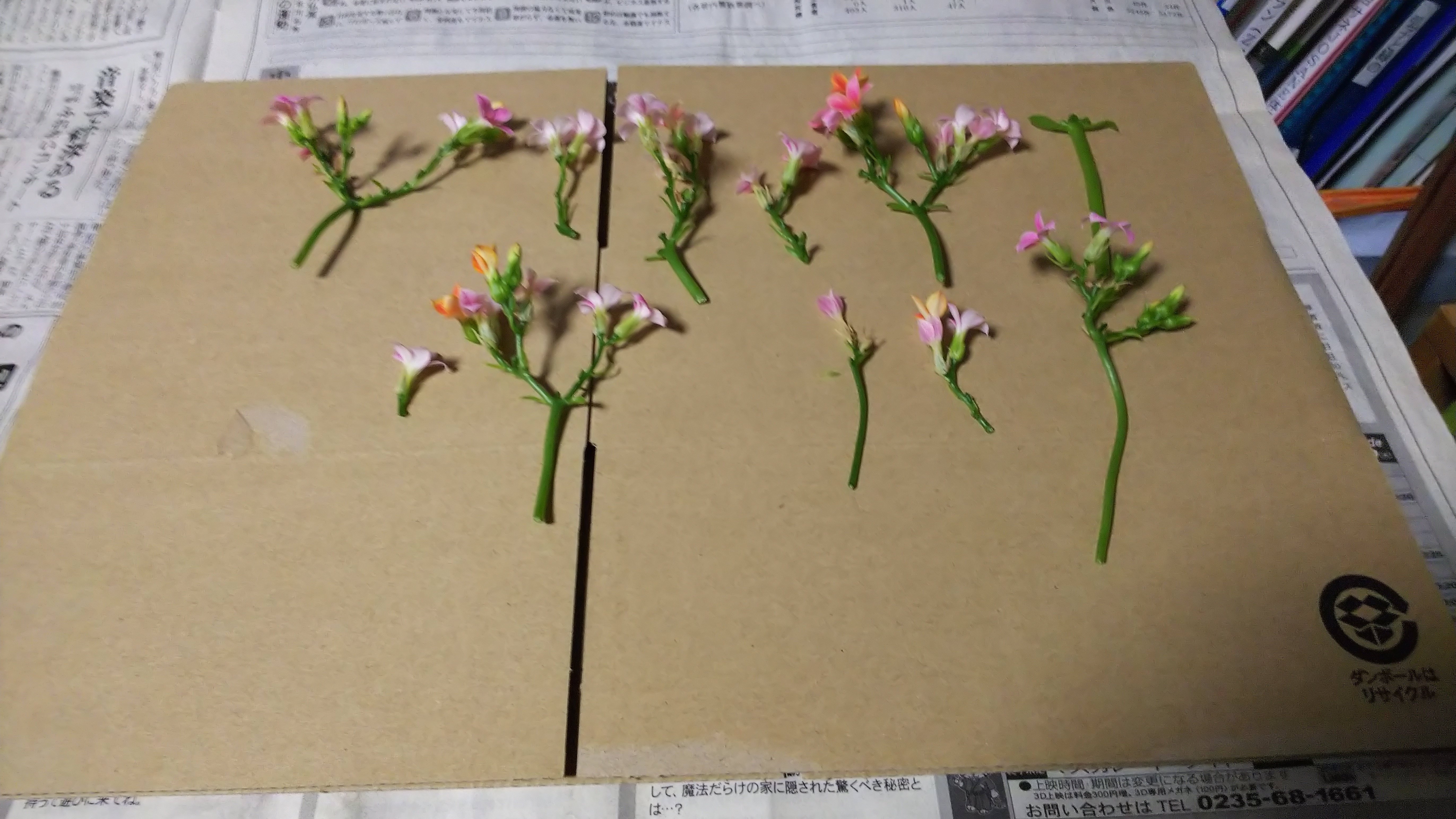 カランコエの花柄摘みをやってみた 今野綾子 Note
