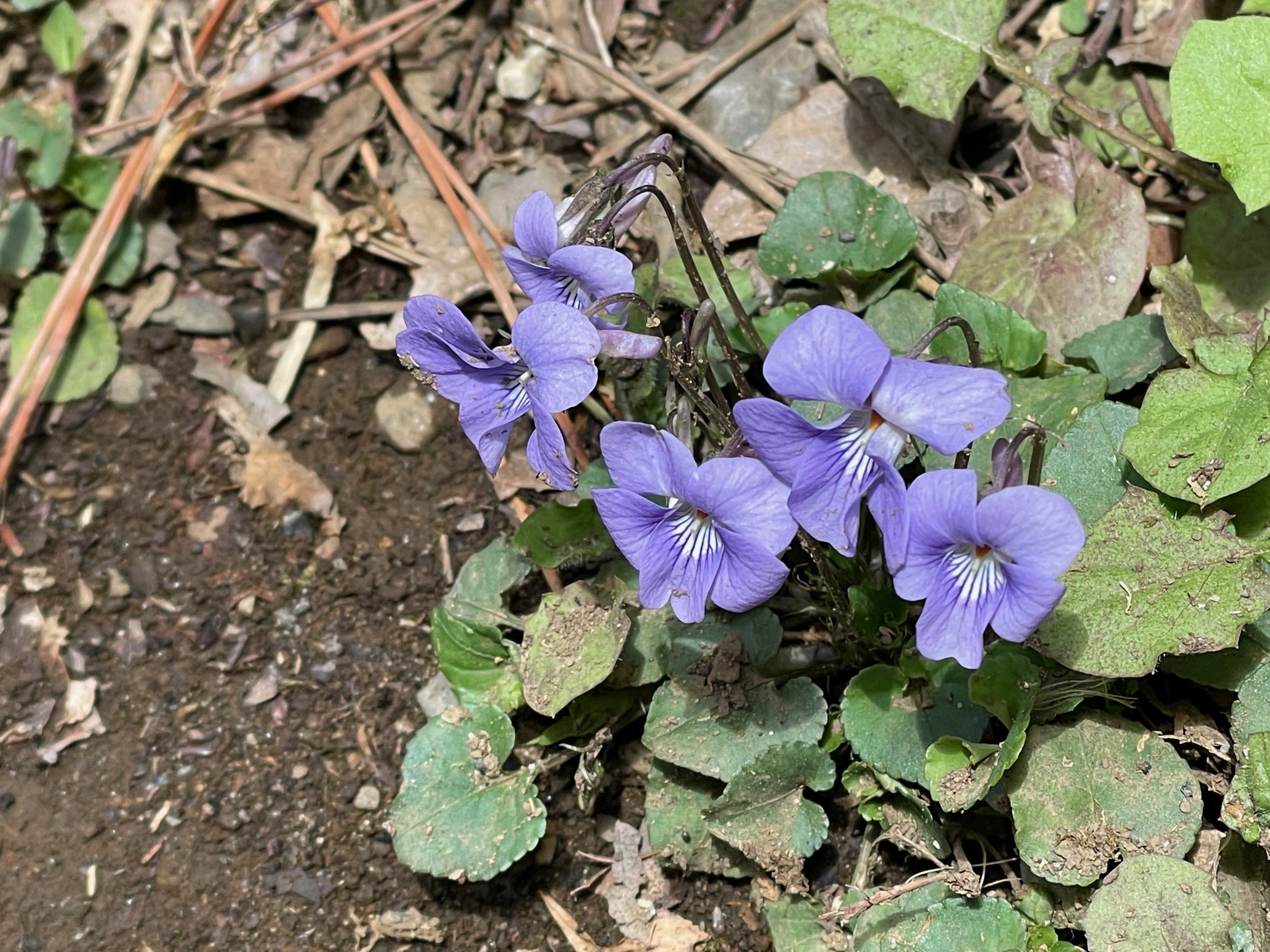 大都会の中でひっそりと咲く、山野草の秘密の花園。｜電脳うなぎ