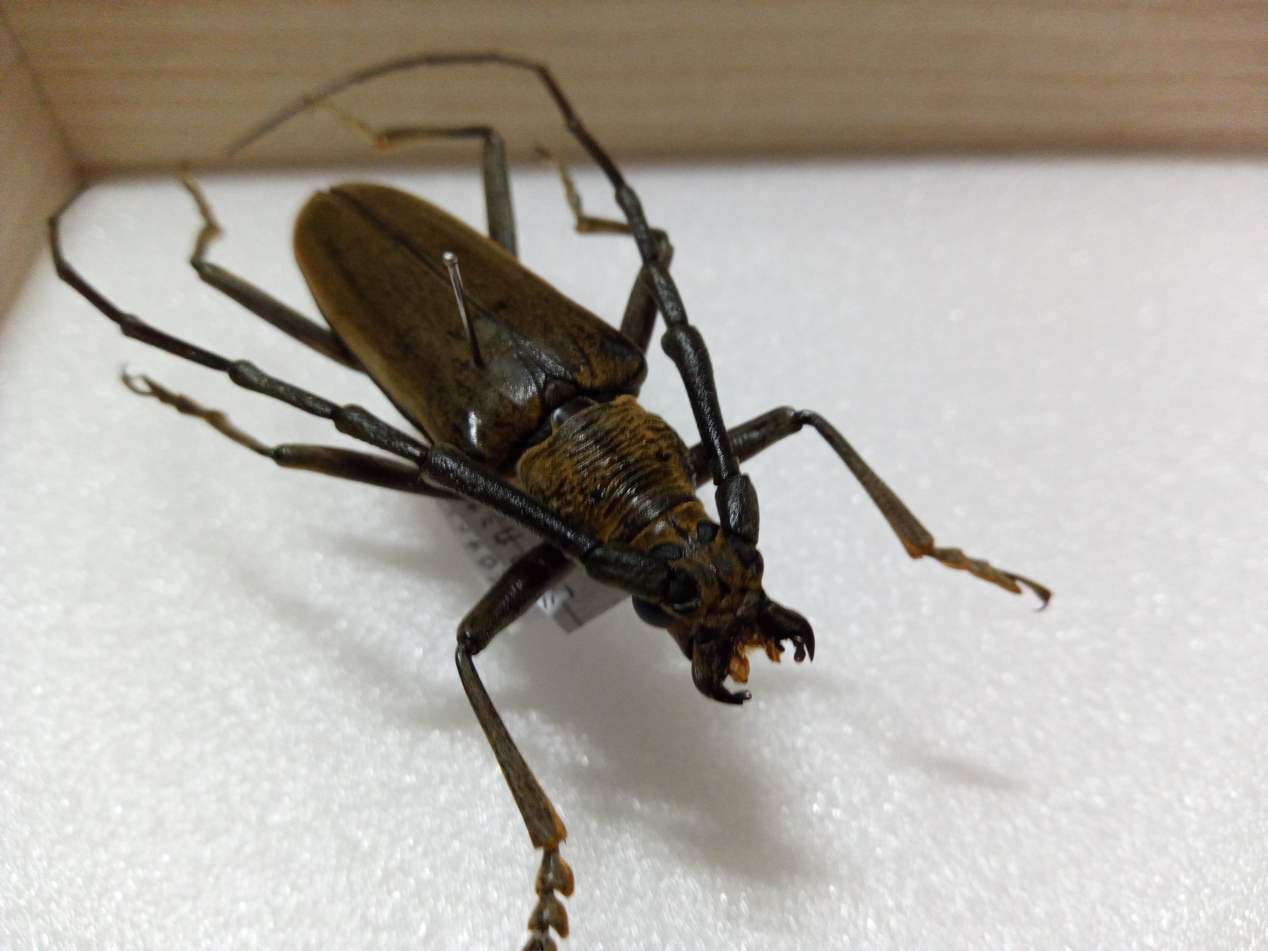 フジタミヤマ　52㎜　昆虫標本