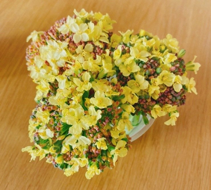 ブロッコリー咲きました ヒナコ Note