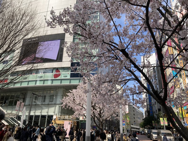 新宿駅南口は桜が満開！