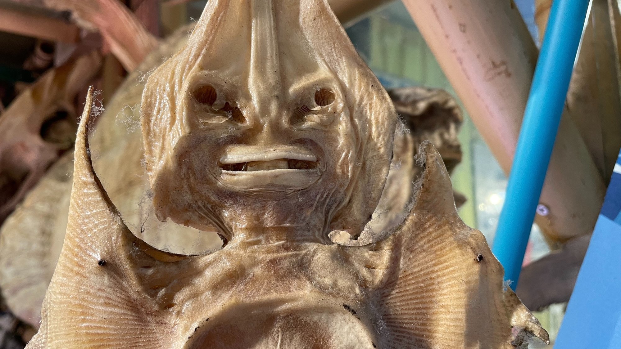 干しエイの顔が夢に出てきそう Noriaki Kawanishi 田舎暮らしデザイナー Note 干しエイの顔が夢に出てきそう Noriaki Kawanishi 田舎暮らしデザイナー Note