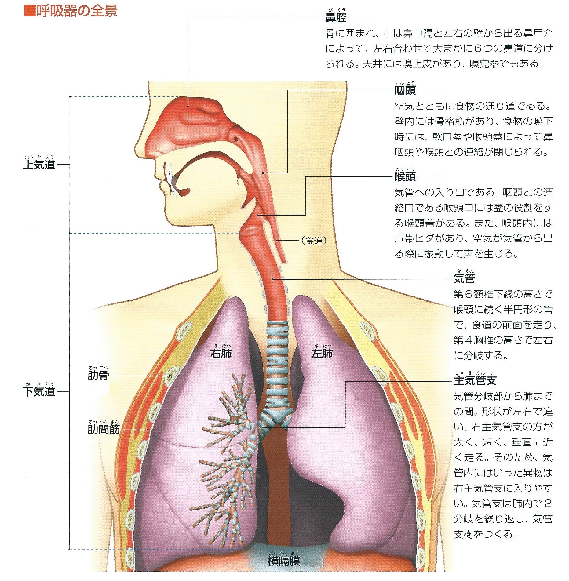 カイロプラクター必読のレントゲン分析参考書 カイロプラクター必読のレントゲン分析参考書｜本・雑誌・漫画