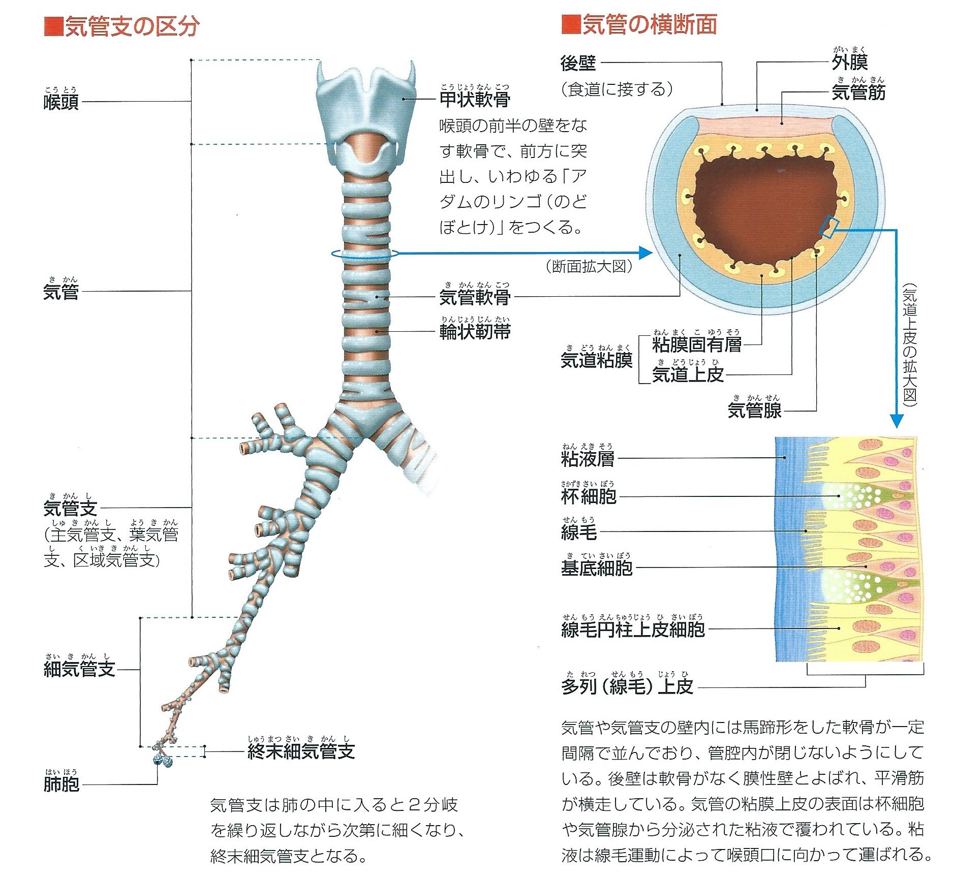 40代からの人体の取扱説明書」を理解しよう（29）P.68~69｜何でも正直