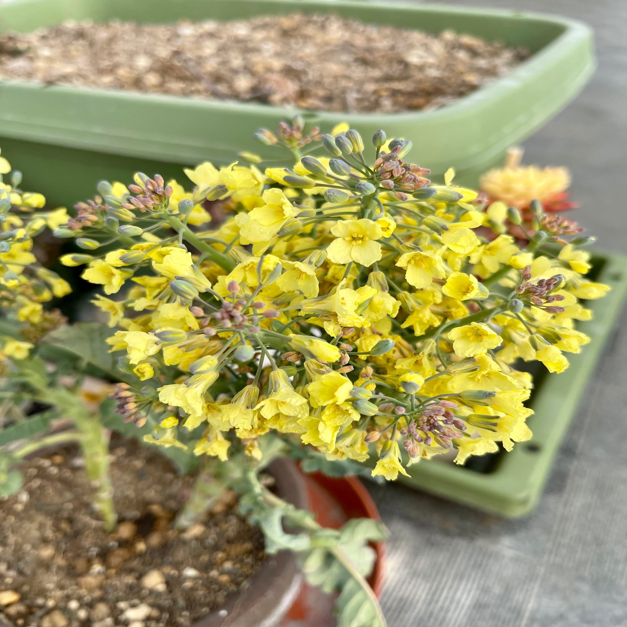 じゃがいもリベンジとブロッコリーの花 Double K Note