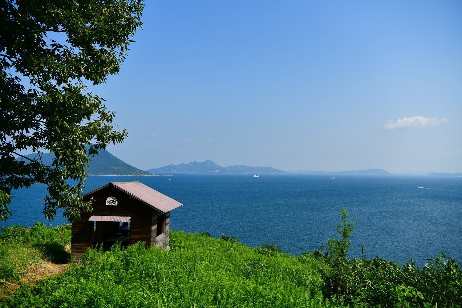 三豊市 志々島の 天空の花畑 が見ごろを迎えています 週刊みとよ ほんまモンradio