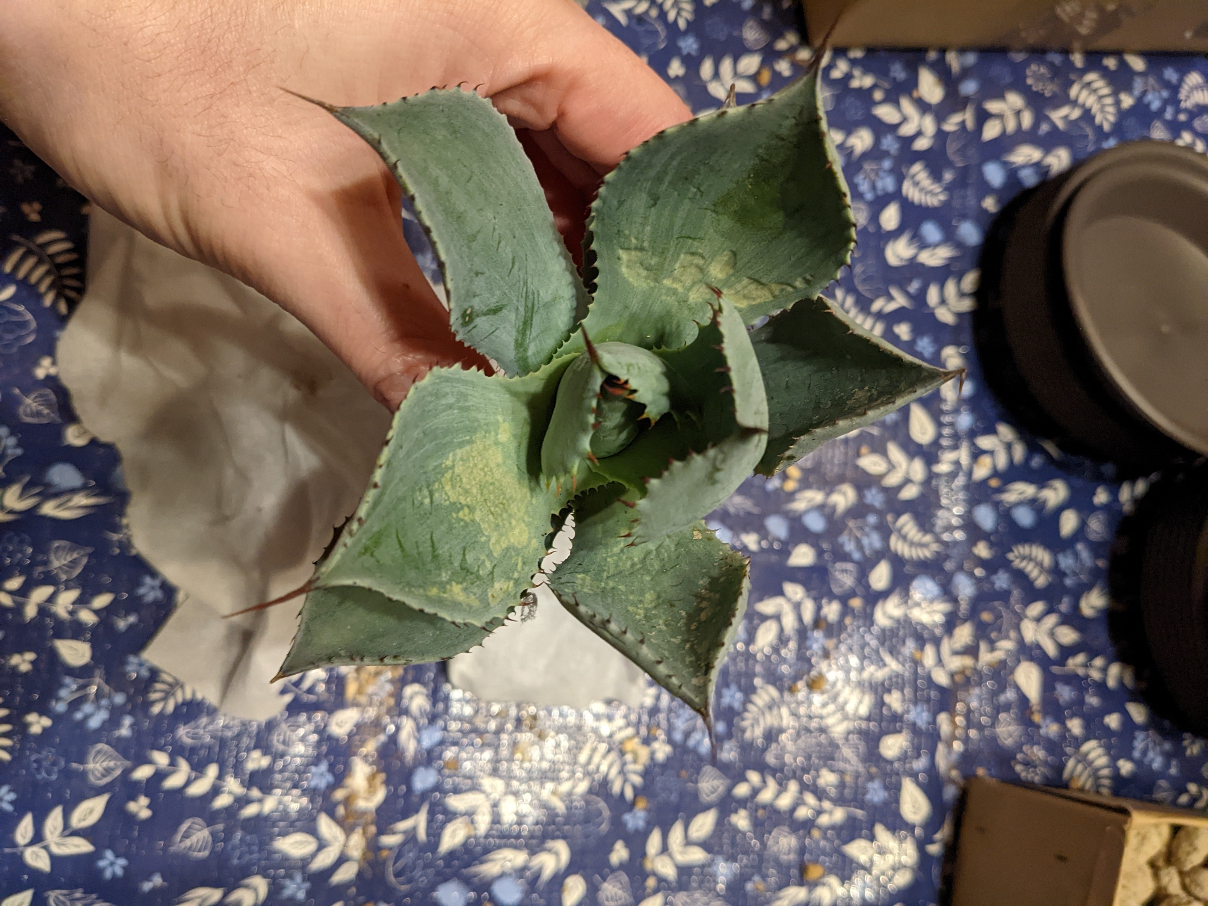 随時更新】根無しアガベの発根チャレンジ。（ベアルート・根無し