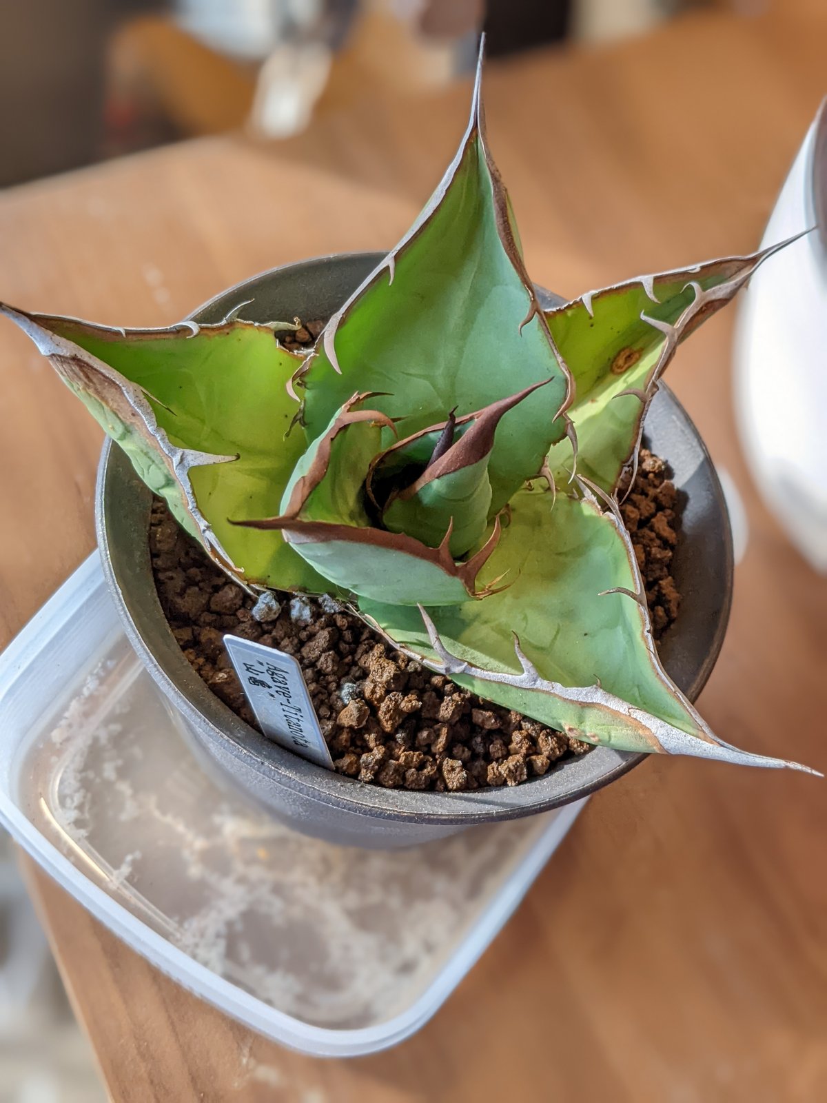 アガベ ハデス胴切り天 コンパクトタイプ（発根済） 厳つ 