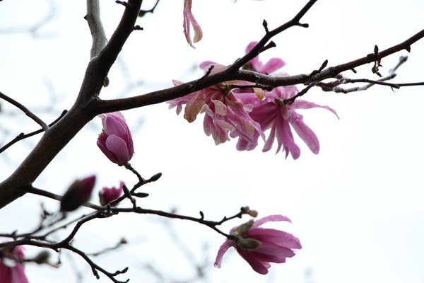 こぶしの花 の新着タグ記事一覧 Note つくる つながる とどける こぶしの花 の新着タグ記事一覧 Note つくる つながる とどける