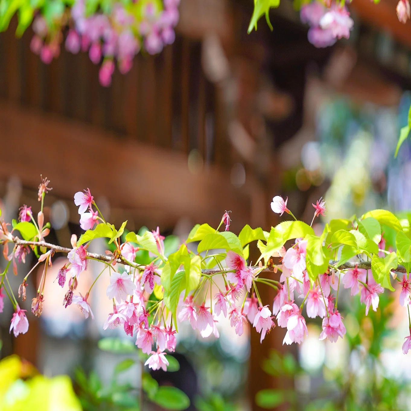桜の季節、年度はじめの「さくら詣」｜小野照崎神社