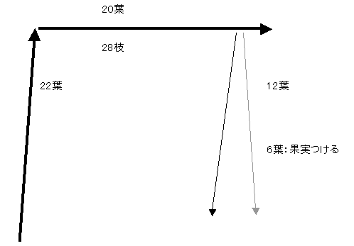 パッションフルーツ 葉 果実 比率について かえる農園 雄かえる Note