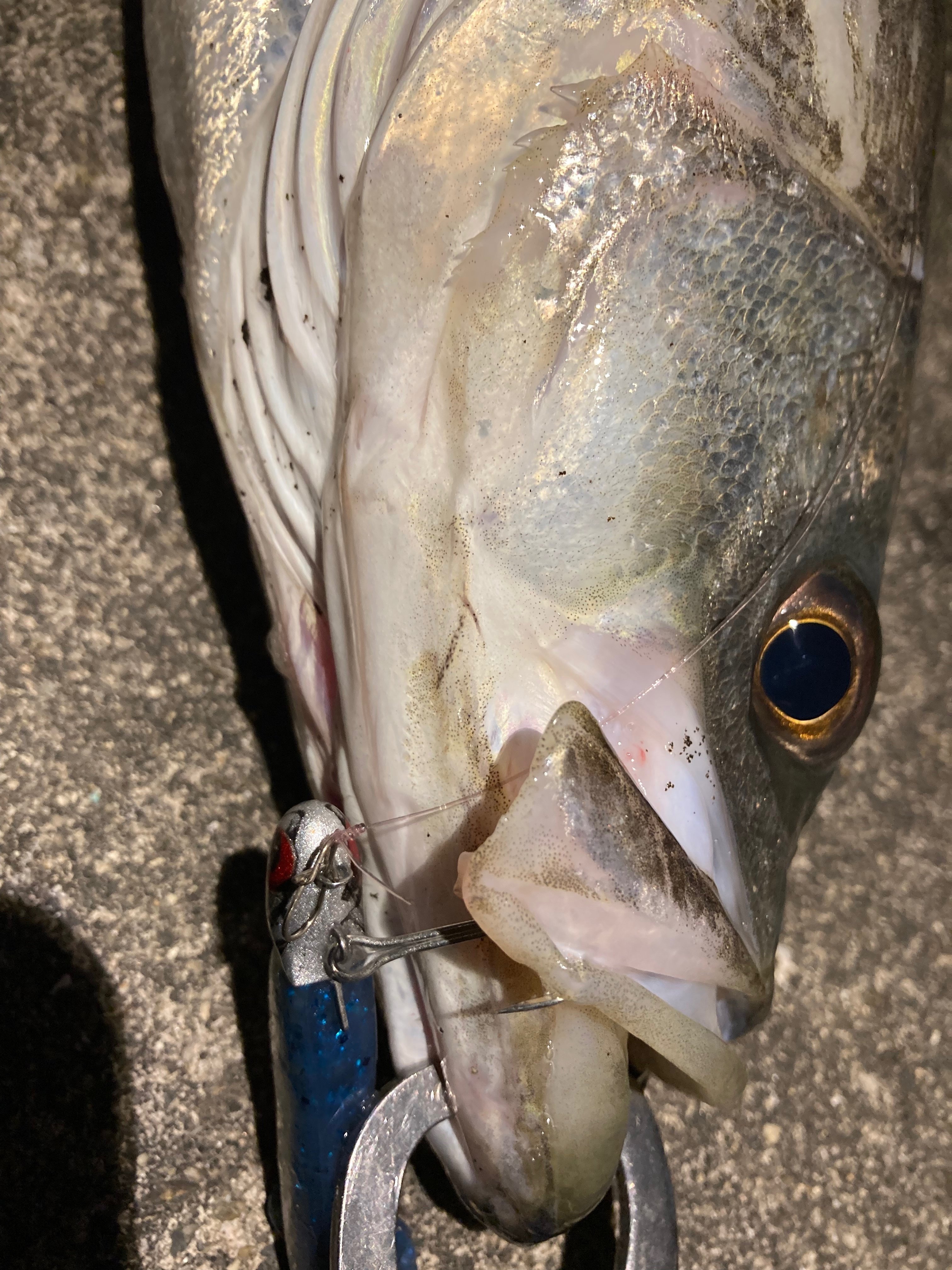 大阪シーバス ２０２２年３月の釣果とメダカボイルに顎で背中掻く 寝るか釣りか ドブ川シーバスゲーム Note