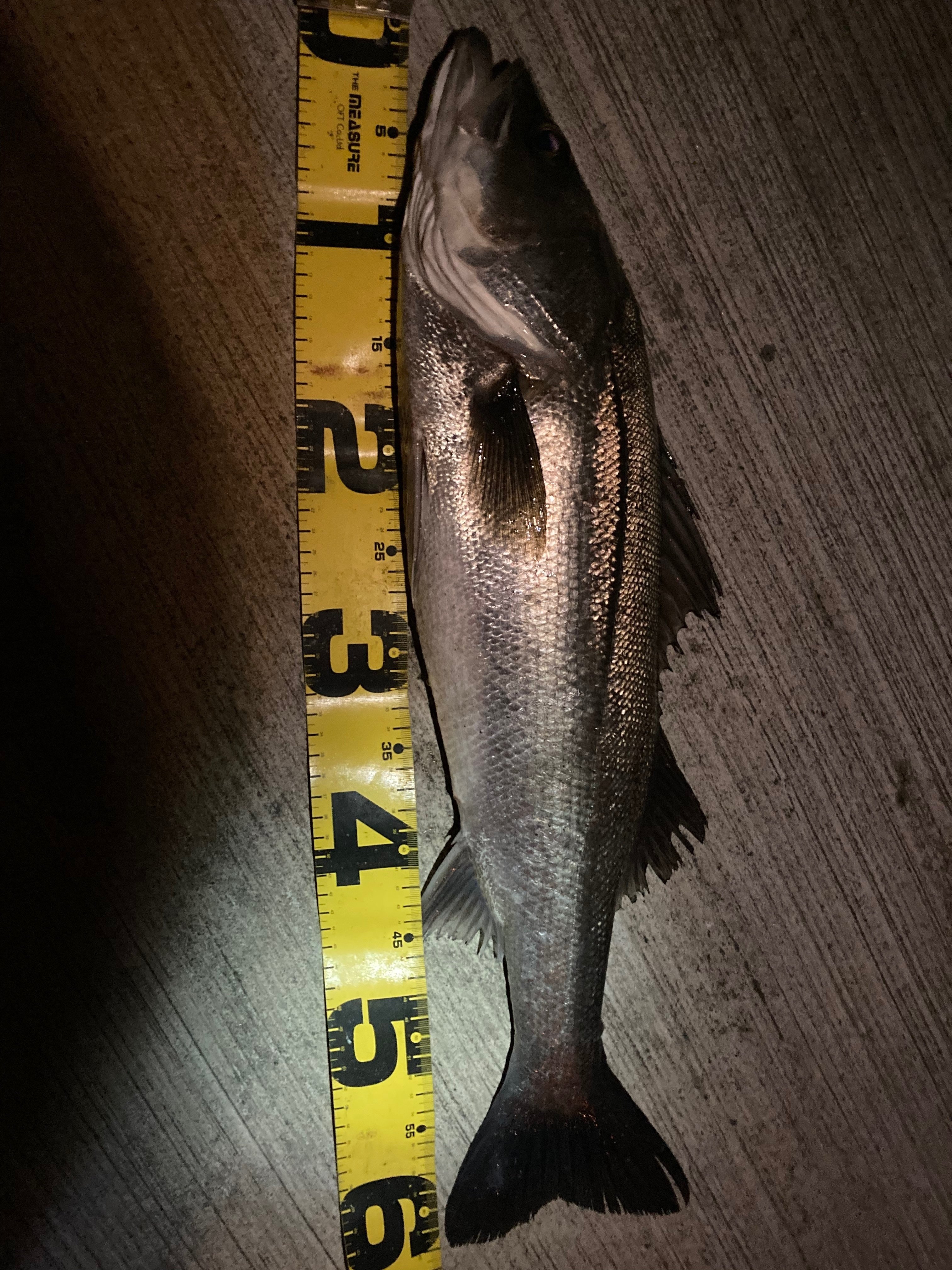 大阪シーバス ２０２２年３月の釣果とメダカボイルに顎で背中掻く 寝るか釣りか ドブ川シーバスゲーム Note