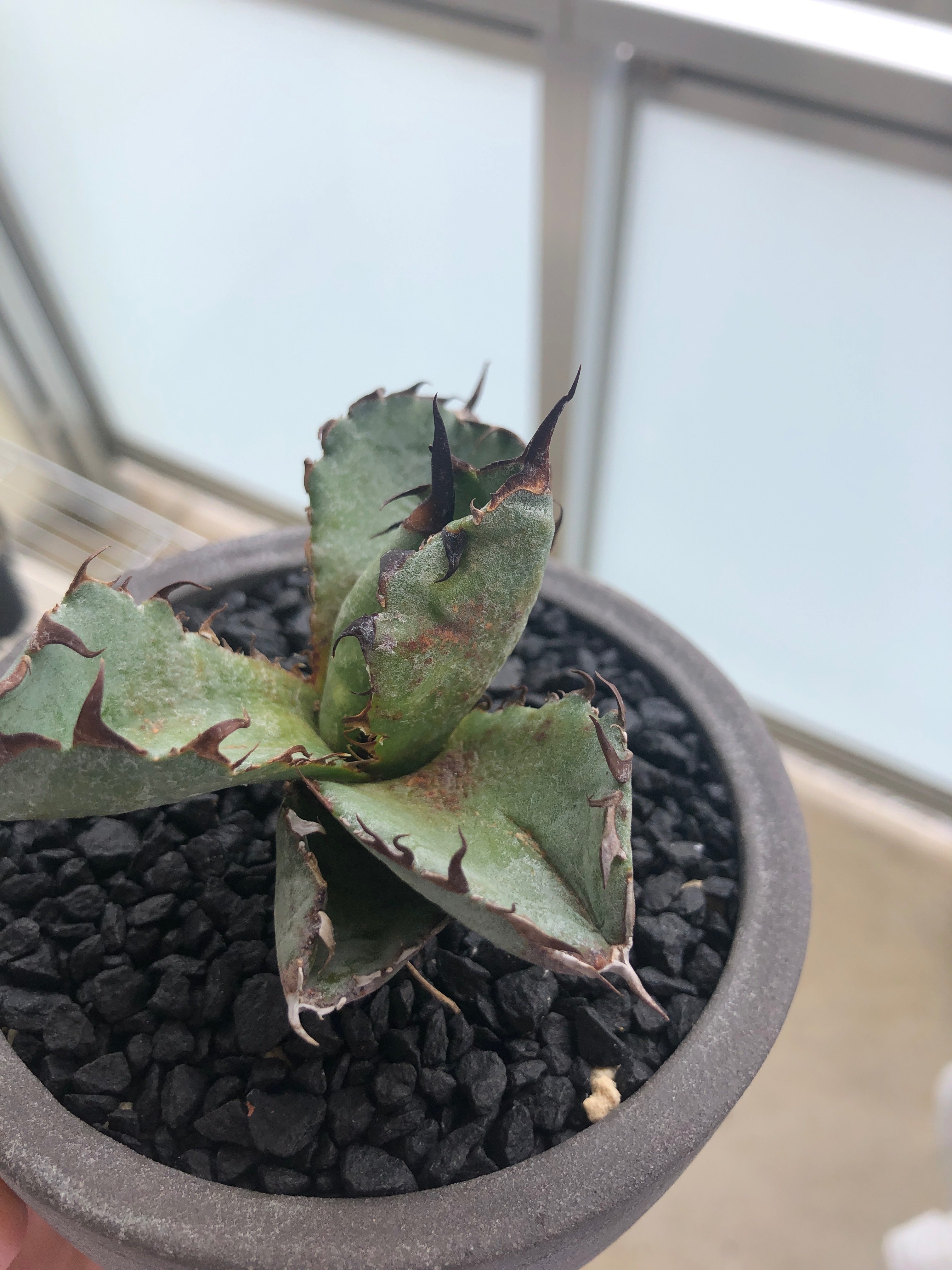 育て方】アガベ チタノタの成長期について｜demのかいづか