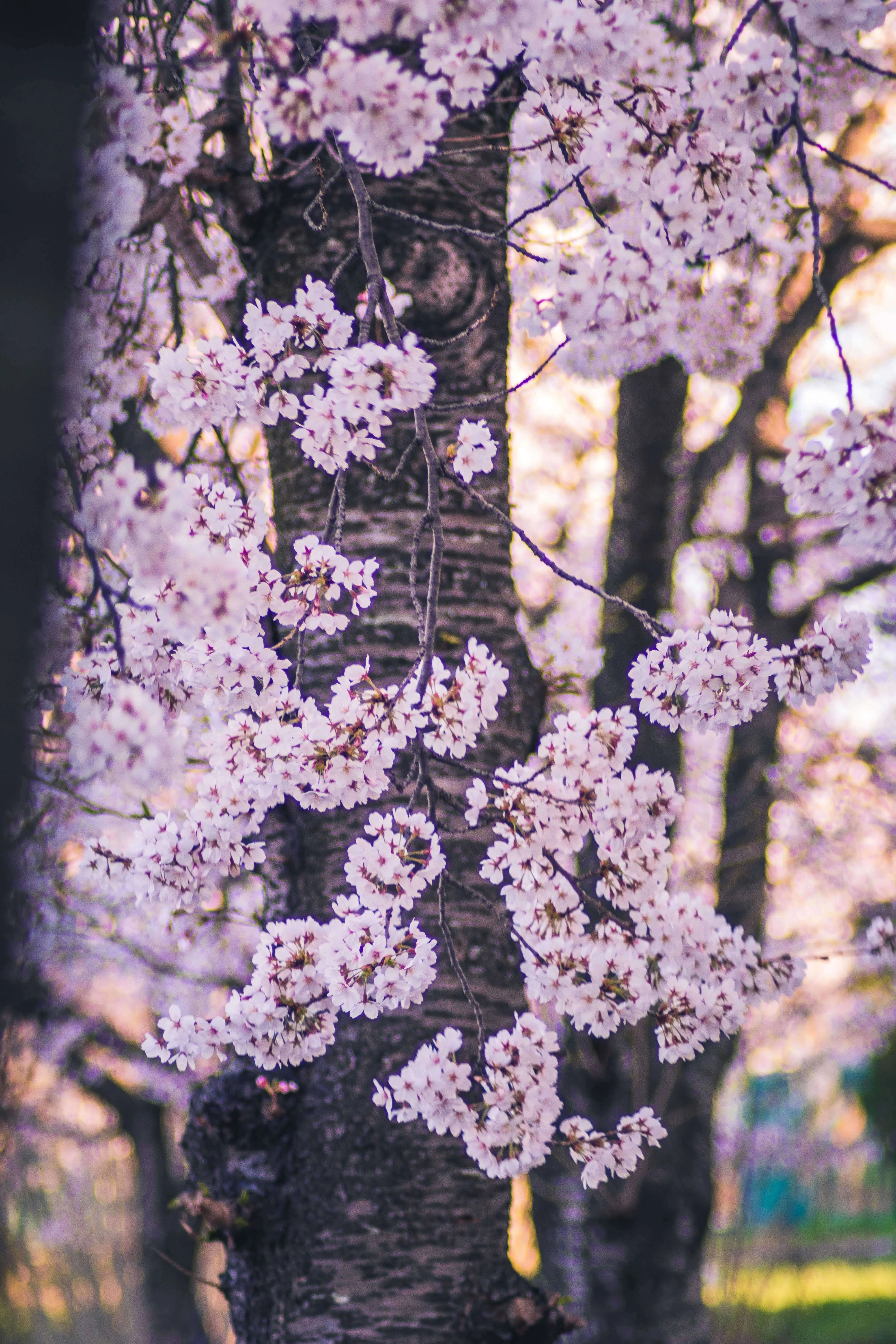 桜撮影に最強のレンズはこれだ！！｜髙橋大翔