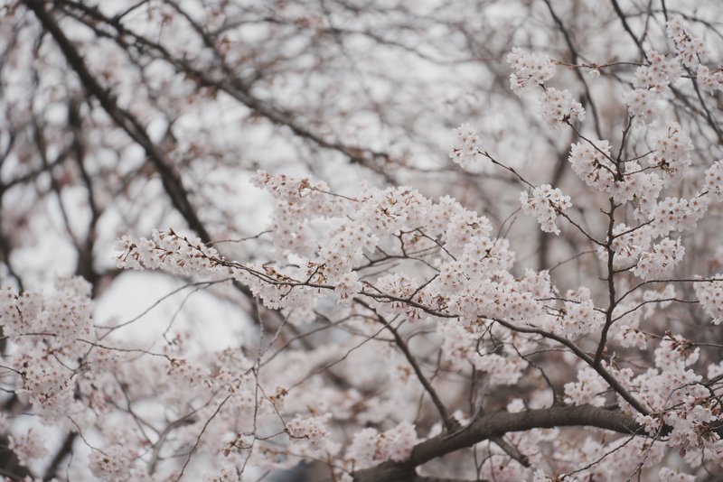 桜を含め、いろいろな花が絢爛な週末。今年も春を迎えることができました