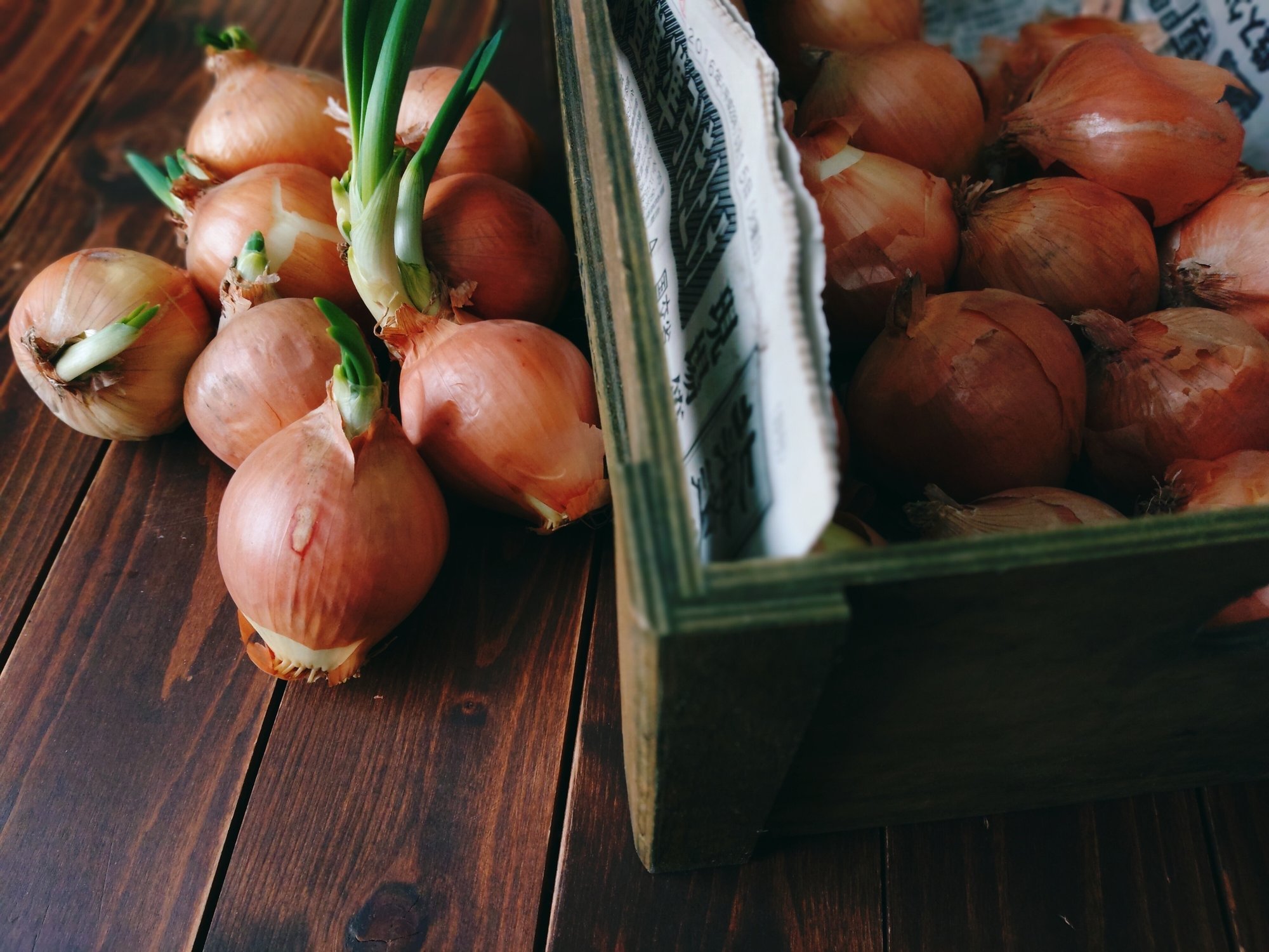 芽が出た玉ねぎを植えてみた 22年初畑仕事 北海道 つぐみ Note 芽が出た玉ねぎを植えてみた 22年初畑仕事 北海道 つぐみ Note
