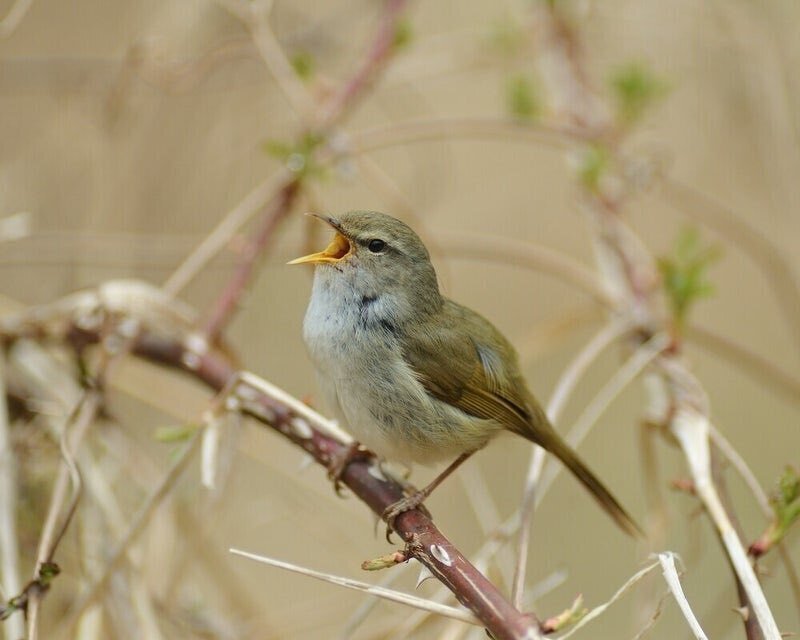 鎌倉の野鳥コレクション №01】 「ウグイス」京都から江戸に3500