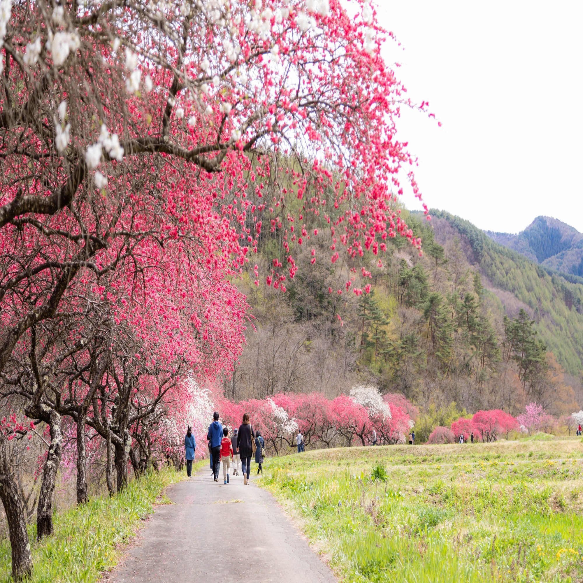 武石余里の花桃は魅惑の桃源郷 長野県上田市 プリチャード 香里 Note
