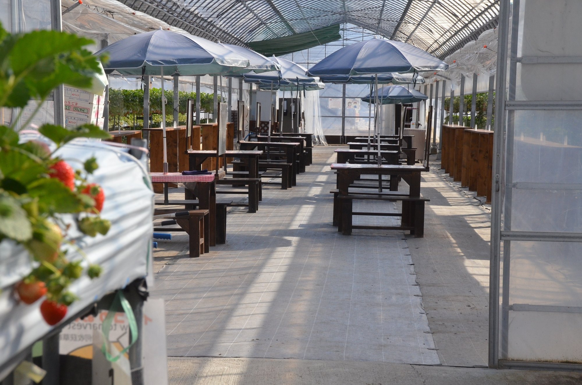 思い出や感動を常に提供できる場所でありたい いちご栽培発祥の地から 長野県小諸市 思い出や感動を常に提供できる場所でありたい いちご栽培発祥の地から 長野県小諸市