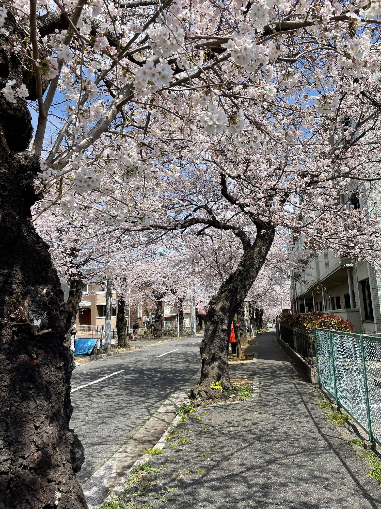 桜 61k4XTRdfOL._UF350,350_QL80_.jpg