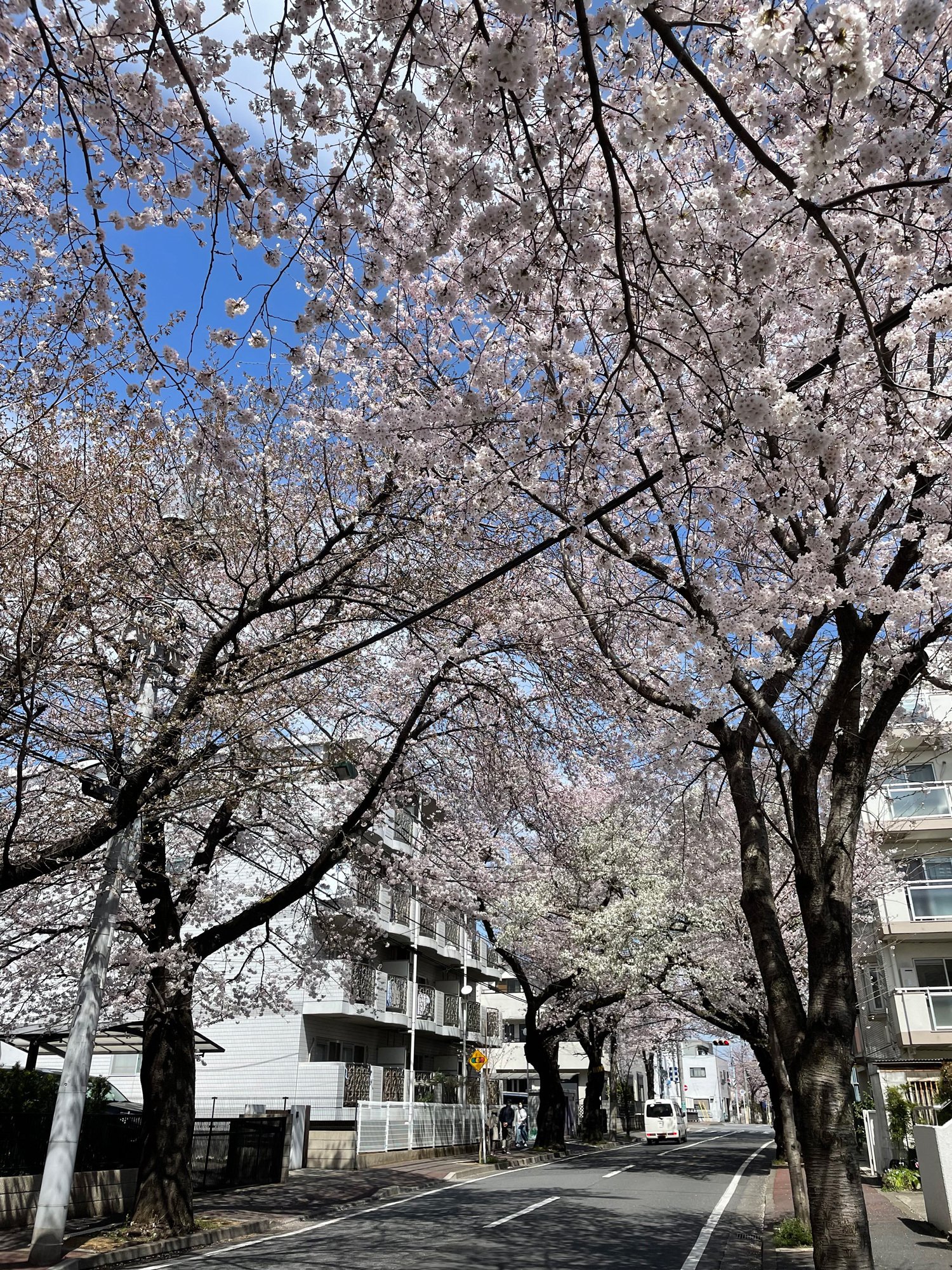 千葉県＜常盤平さくら通り～八柱霊園＞、桜ウォーク｜花と日々 yas