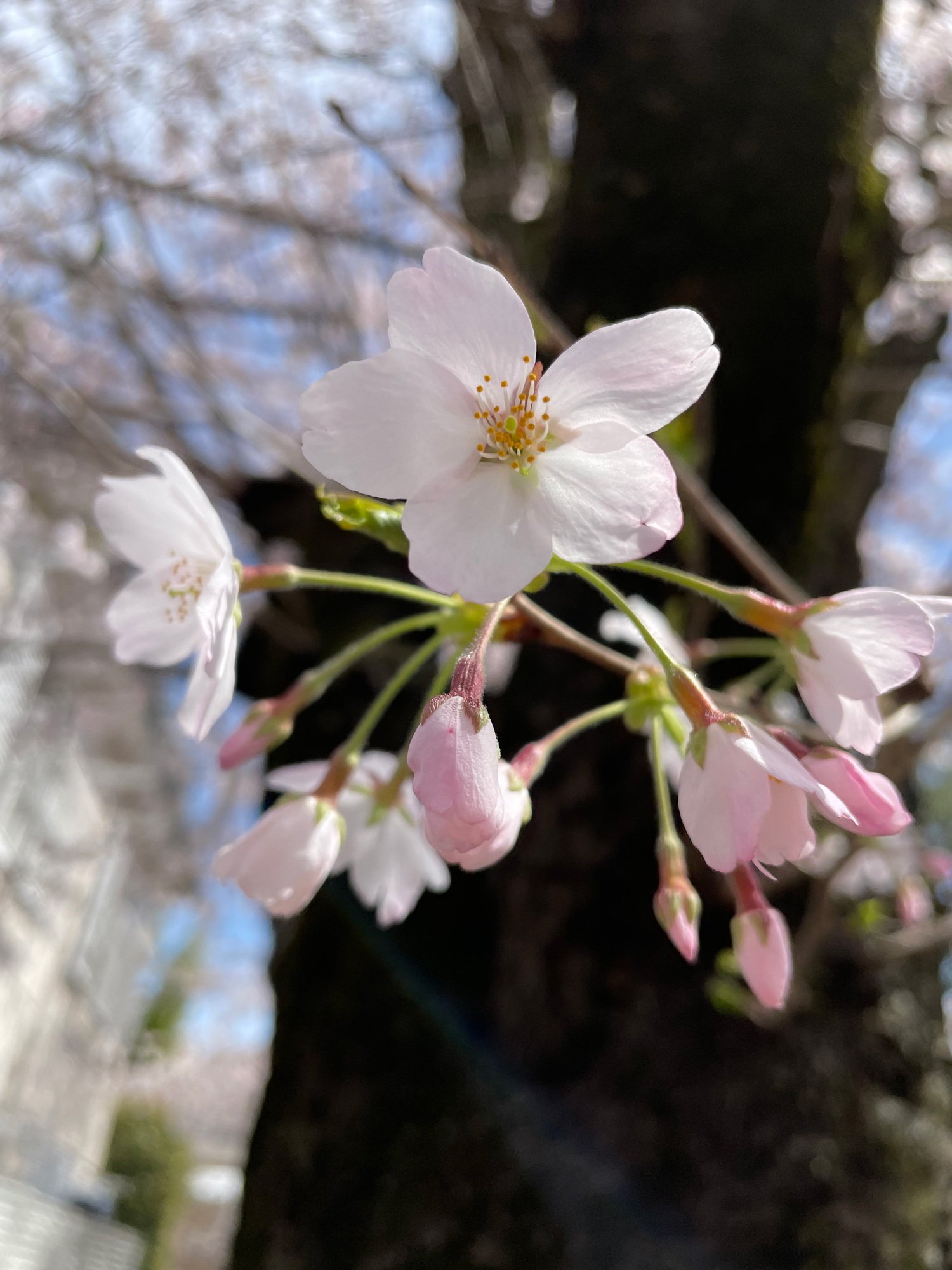 千葉県＜常盤平さくら通り～八柱霊園＞、桜ウォーク｜花と日々 yas