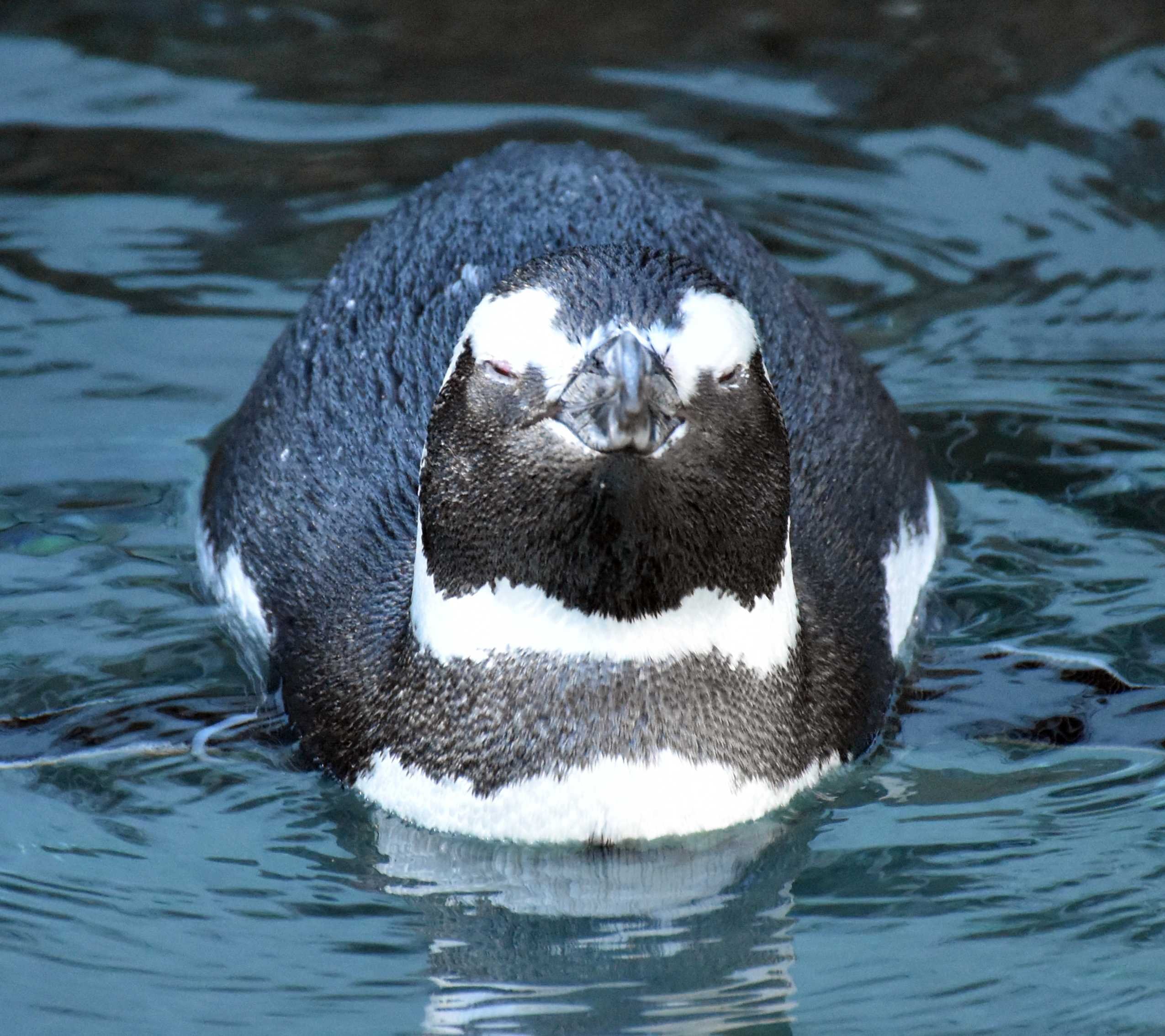 マゼランペンギン ペンギン目ペンギン科 Hirahiranote Note