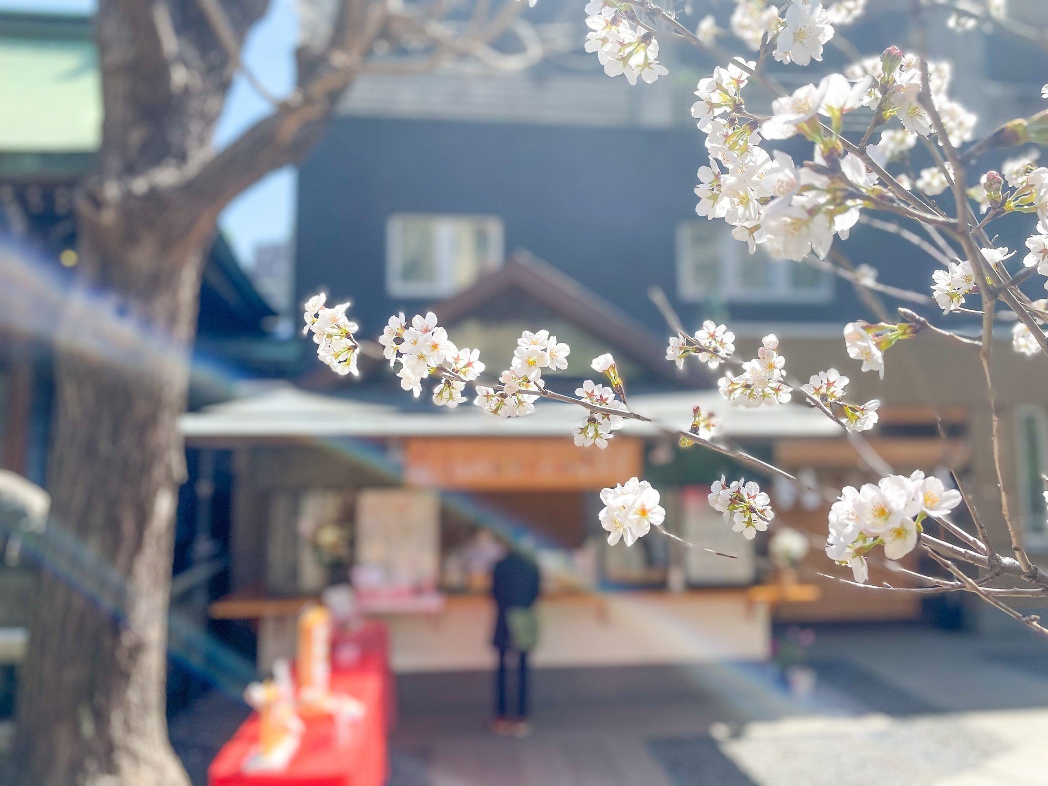 花見 をするのは日本だけ 桜を五感で楽しむ江戸っ子の粋 小野照崎神社 Note