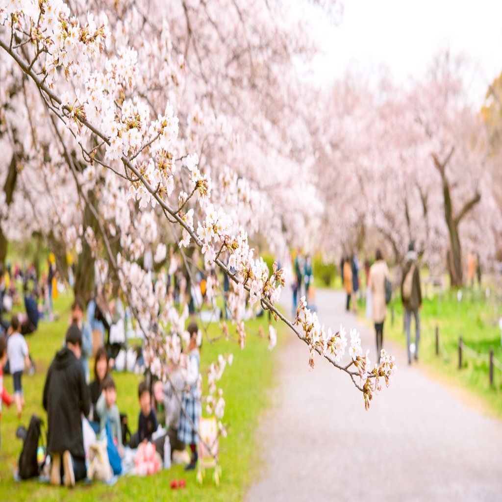 花見 をするのは日本だけ 桜を五感で楽しむ江戸っ子の粋 小野照崎神社 Note