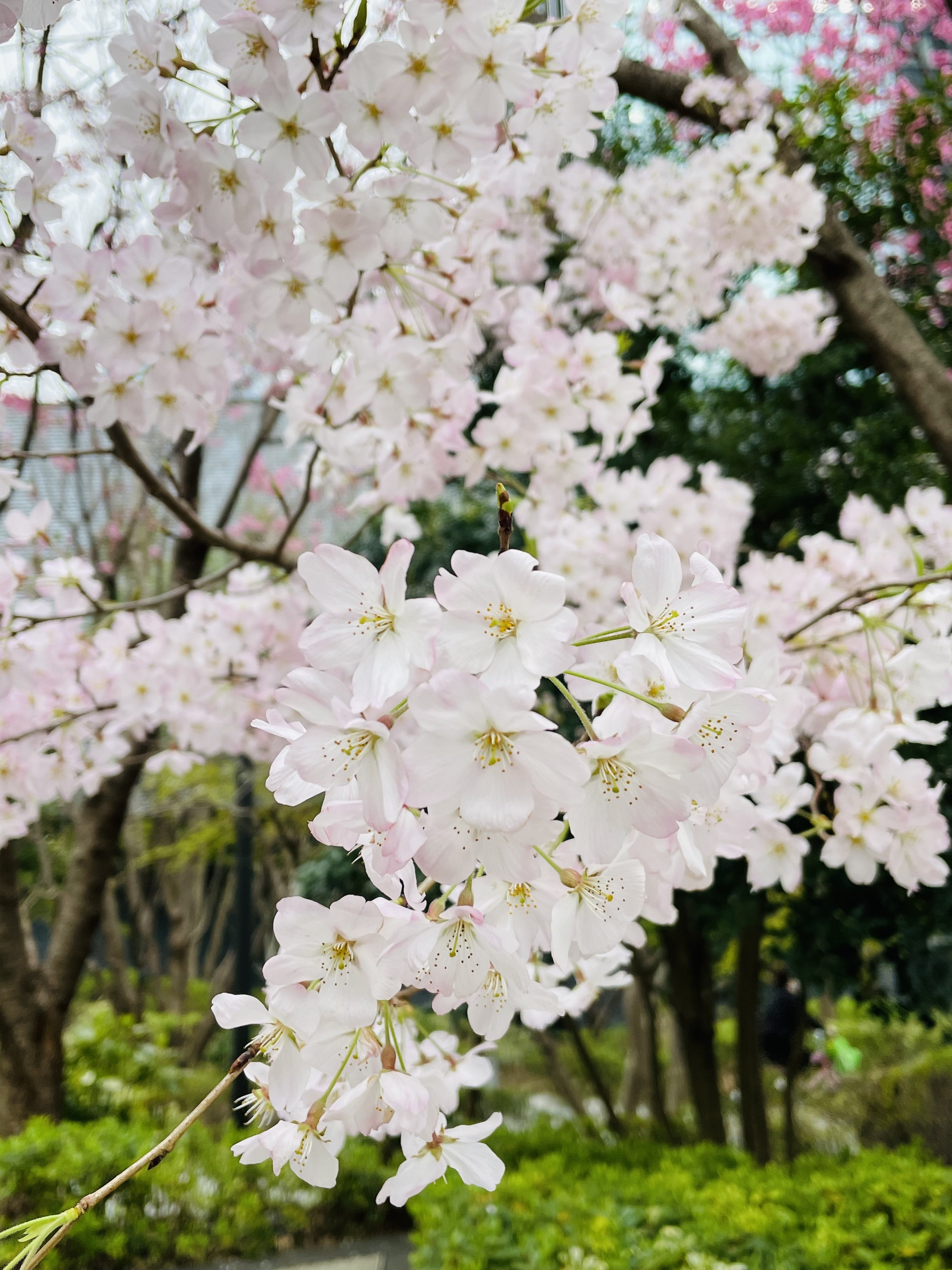 花曇りの日のソメイヨシノじゃない方の桜たち Kaeruco Note