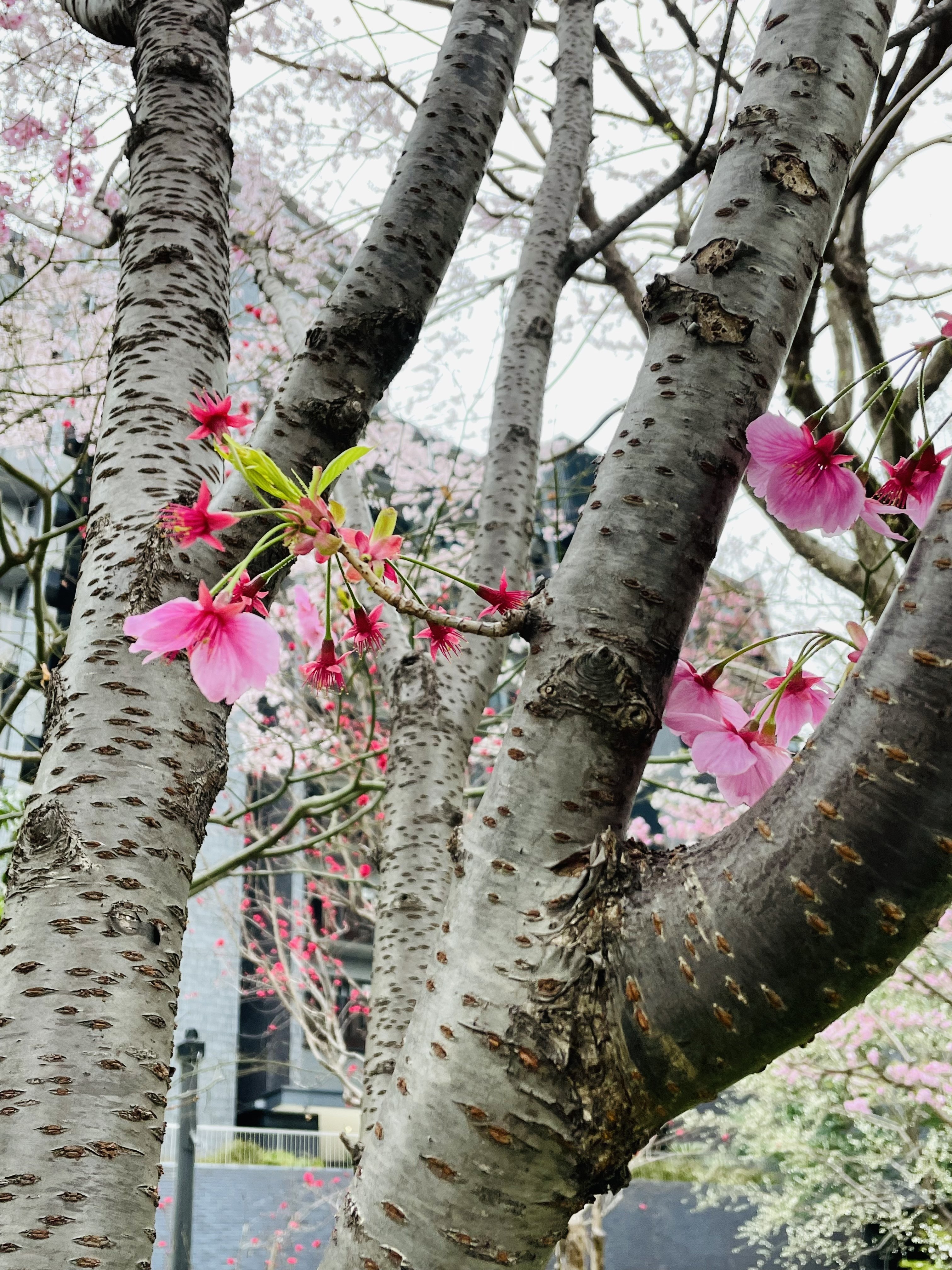 花曇りの日のソメイヨシノじゃない方の桜たち Kaeruco Note