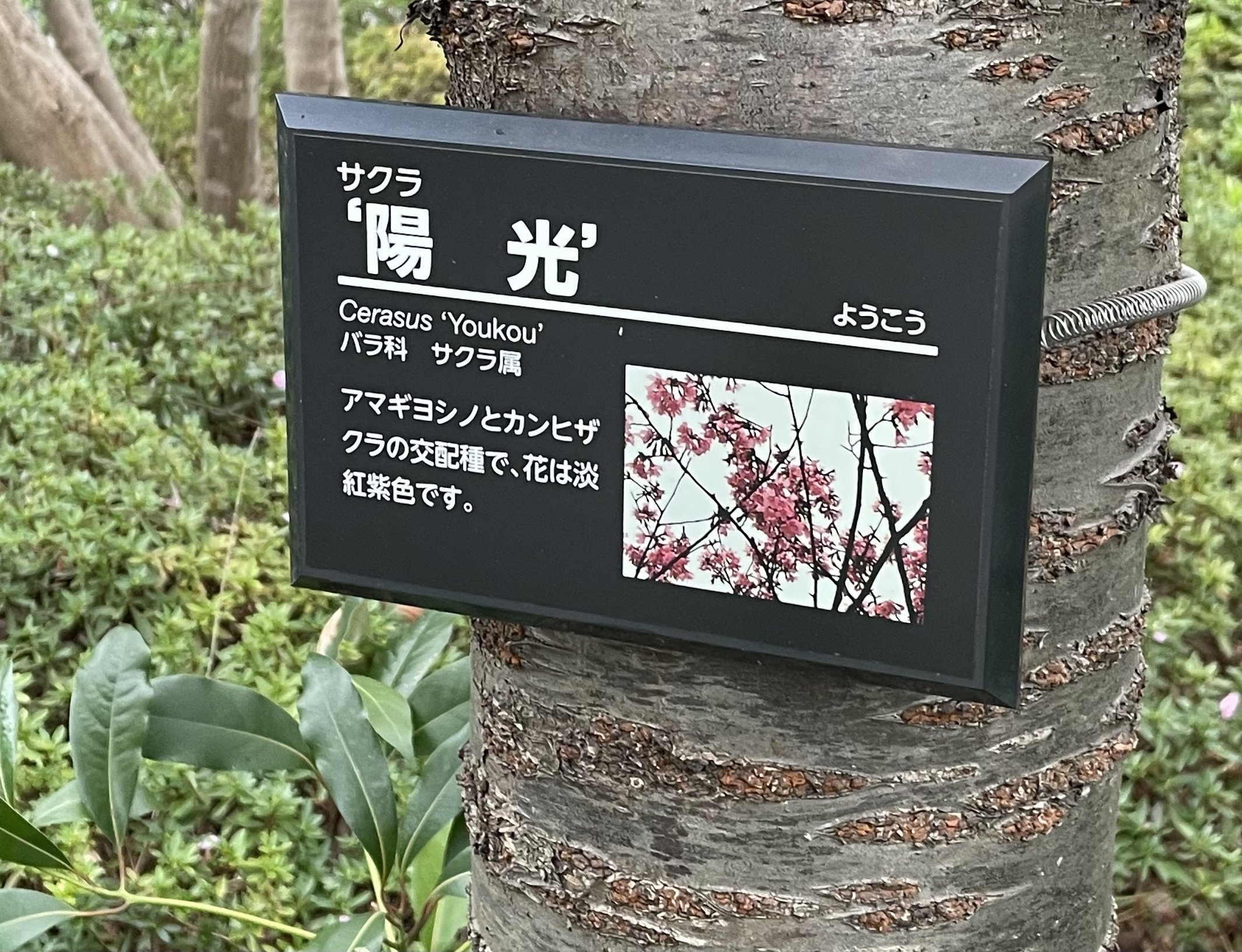 花曇りの日のソメイヨシノじゃない方の桜たち Kaeruco Note
