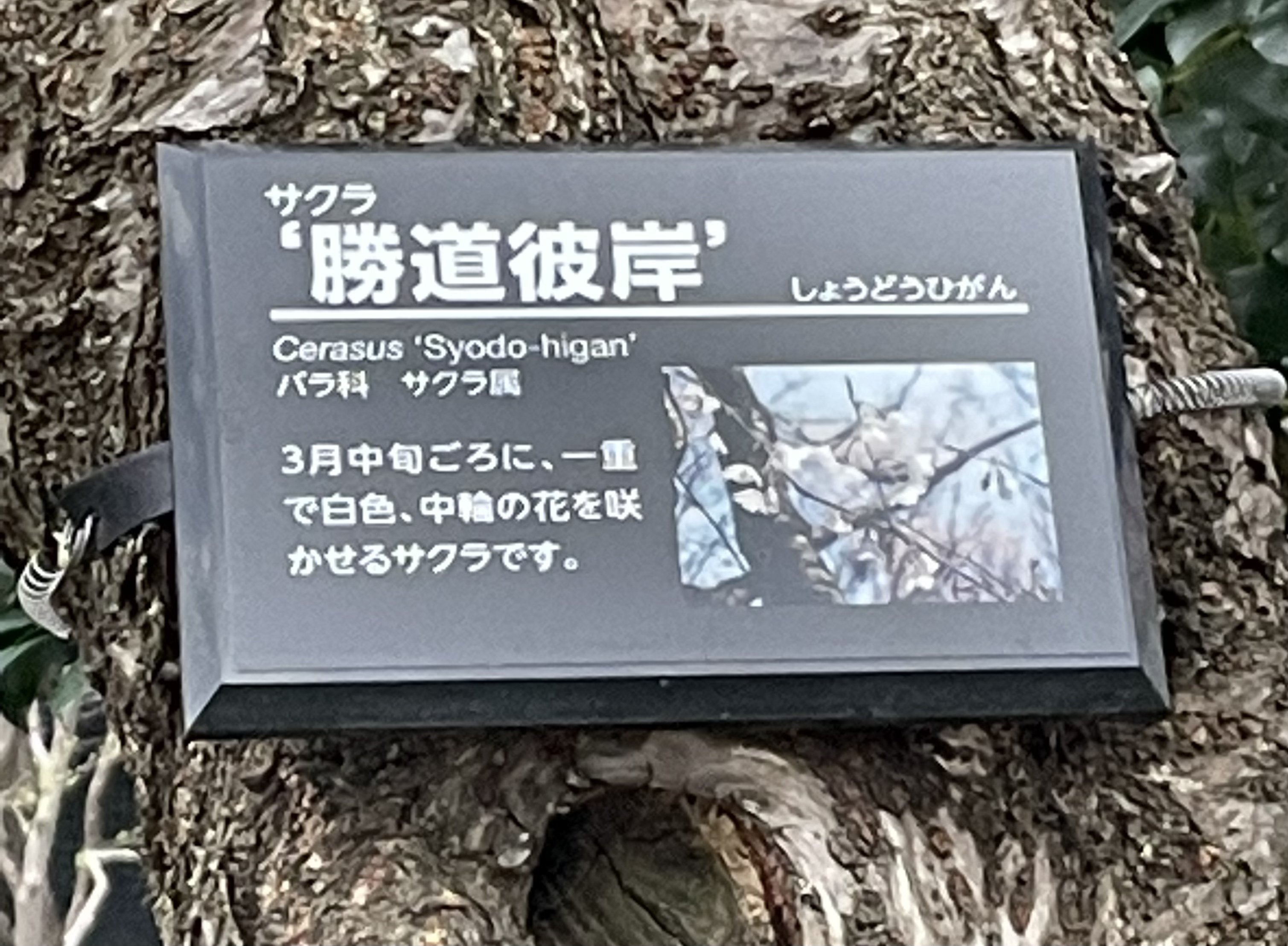花曇りの日のソメイヨシノじゃない方の桜たち Kaeruco Note