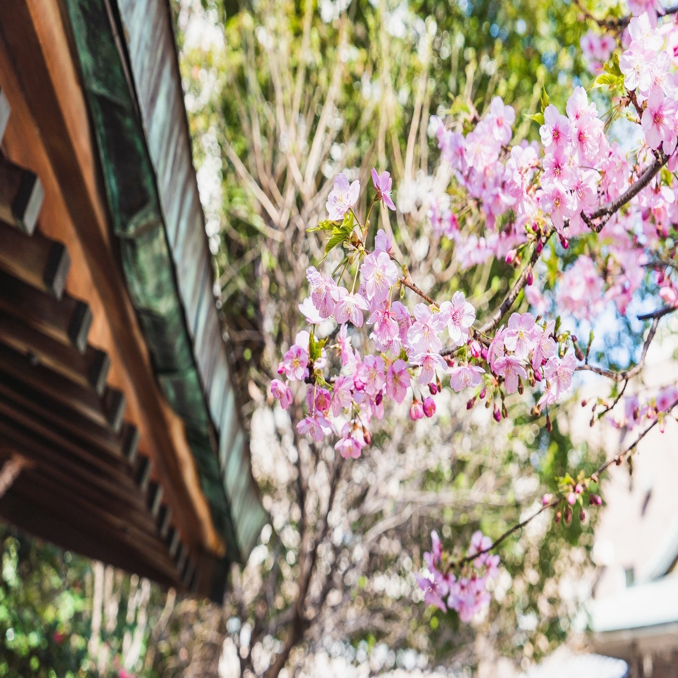 花見 をするのは日本だけ 桜を五感で楽しむ江戸っ子の粋 小野照崎神社 Note
