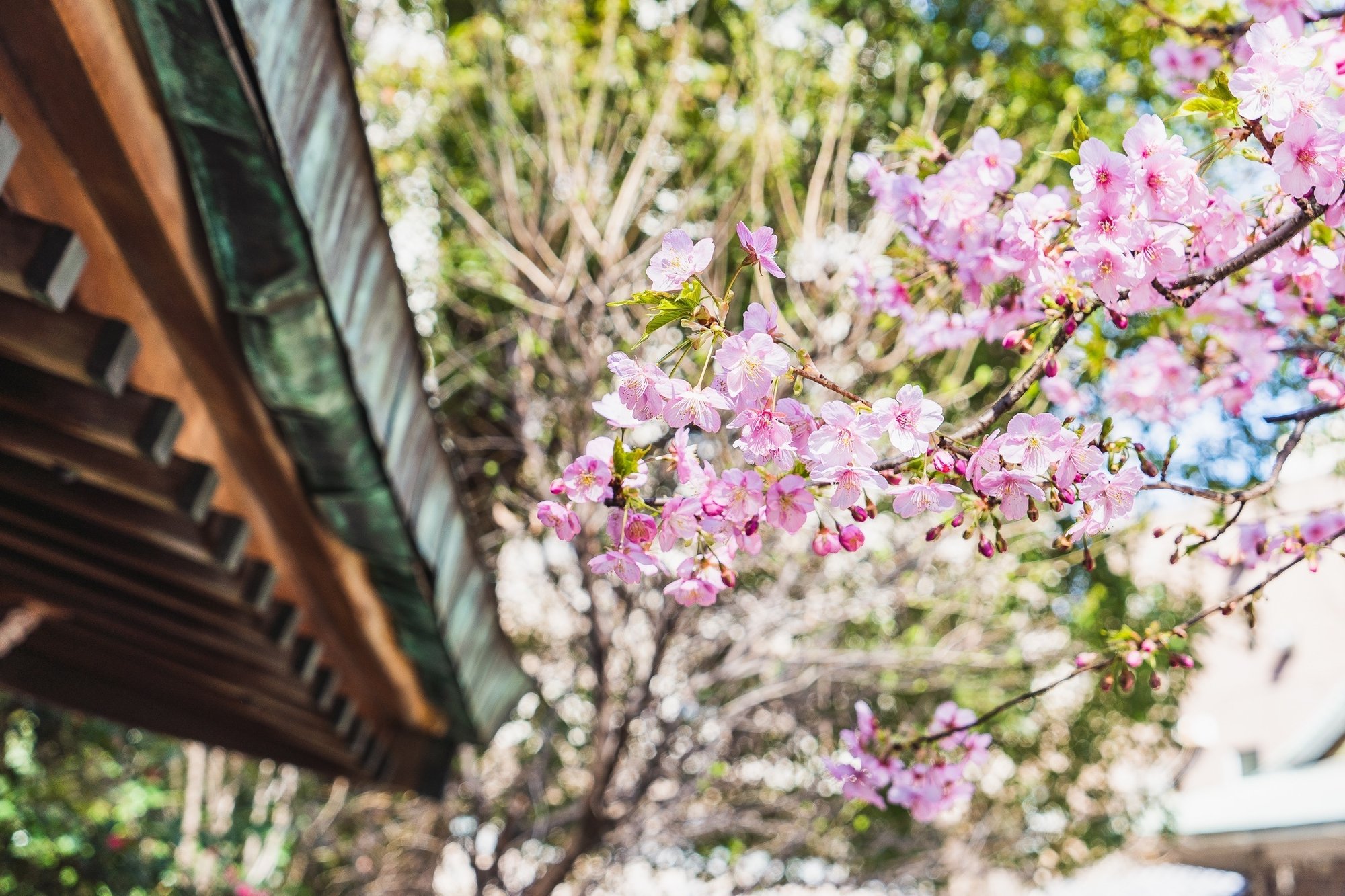 花見 をするのは日本だけ 桜を五感で楽しむ江戸っ子の粋 小野照崎神社 Note 花見 をするのは日本だけ 桜を五感で楽しむ江戸っ子の粋 小野照崎神社 Note