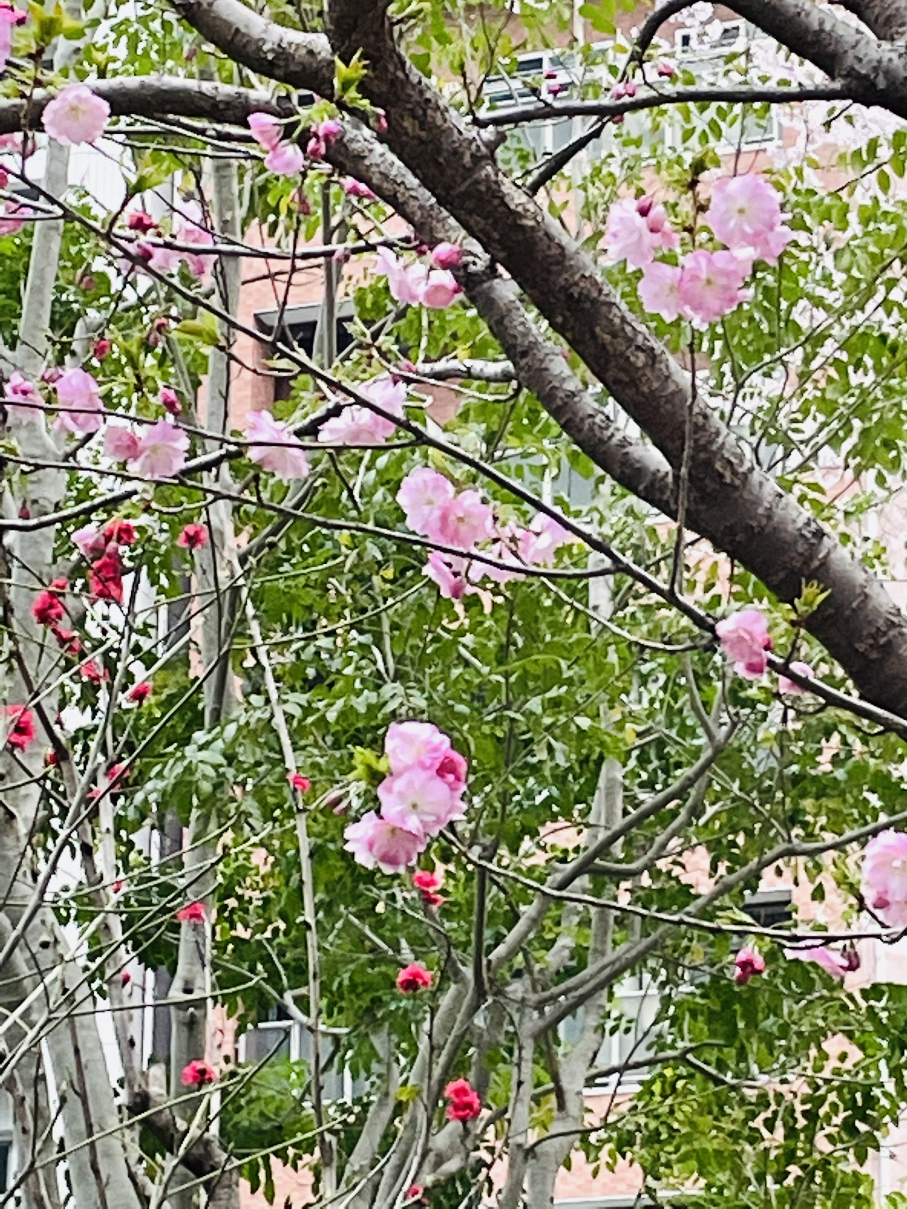 花曇りの日のソメイヨシノじゃない方の桜たち Kaeruco Note